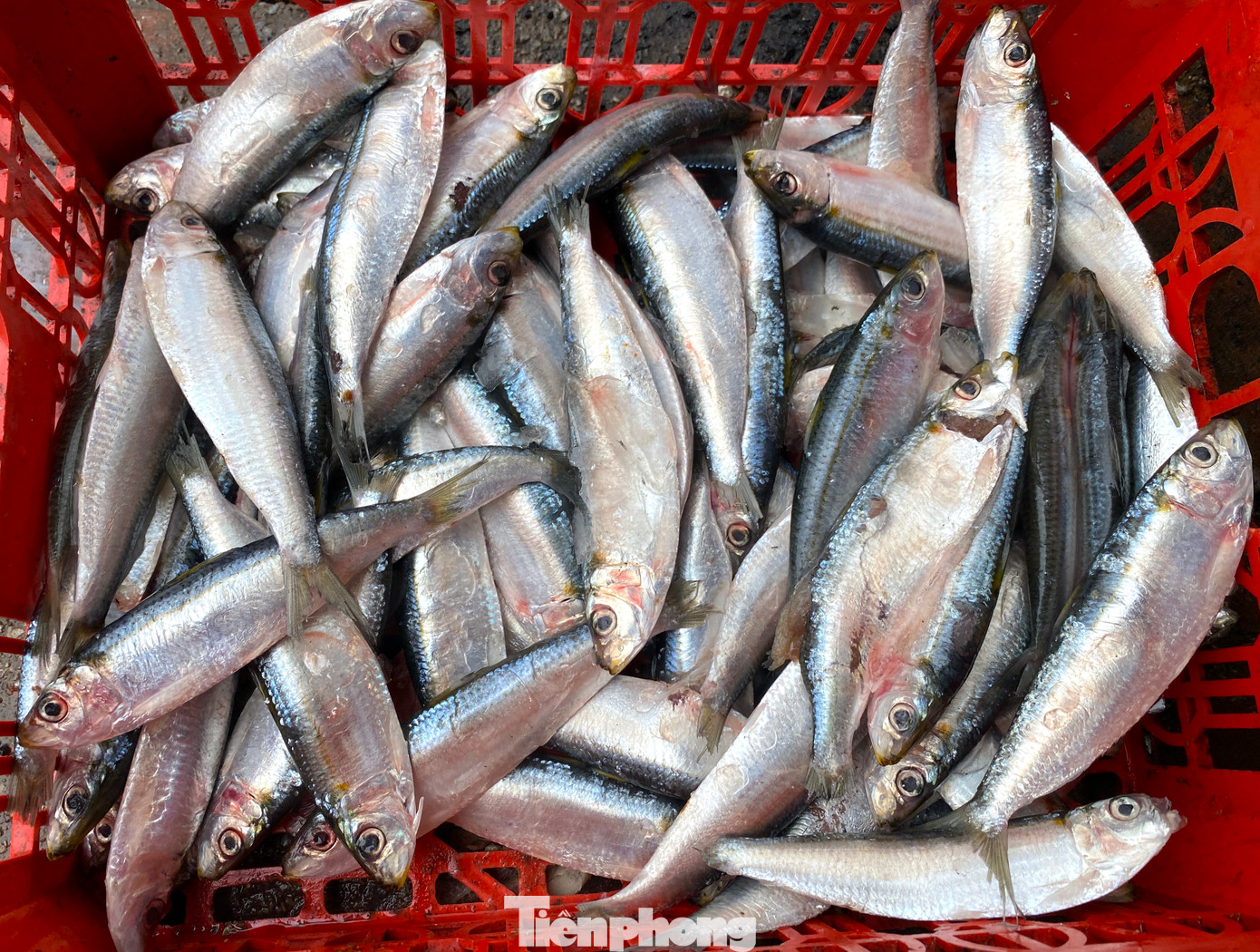 Hằng ngày, bà Hoàn dậy sớm ra cảng chờ những chiếc thuyền đánh cá từ biển về để thu mua. Từ Tết Nguyên đán đến nay, trung bình mỗi ngày bà Hoàn mua từ 60-80kg cá trích về nướng. Cao điểm có ngày bà Hoàn mua cả tạ cá để phục vụ du khách. Hiện cá trích đang ở thời điểm đầu mùa nên thường thơm ngon, có vị béo và nhiều chất dinh dưỡng.