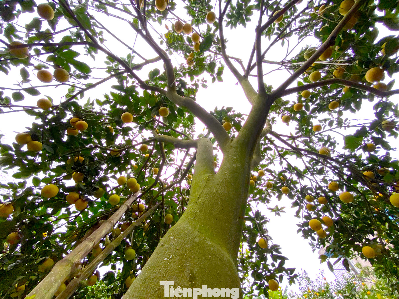 Là một trong những vườn cam lớn của xã Nghi Diên, gia đình ông Phan Công Hưởng trồng hơn 400 gốc cho thu hoạch hàng năm với số lượng rất lớn. Tuy nhiên năm nay gia đình ông thất thu. "Chưa năm nào cam rụng nhiều như vậy. Có cây đã rụng hơn nửa số quả, có cây rụng đến 90% quả. Năm nay tôi không nhận tiền đặt cọc mua cam của khách vì sợ đến tết không còn cam nữa”, ông Hưởng nói.