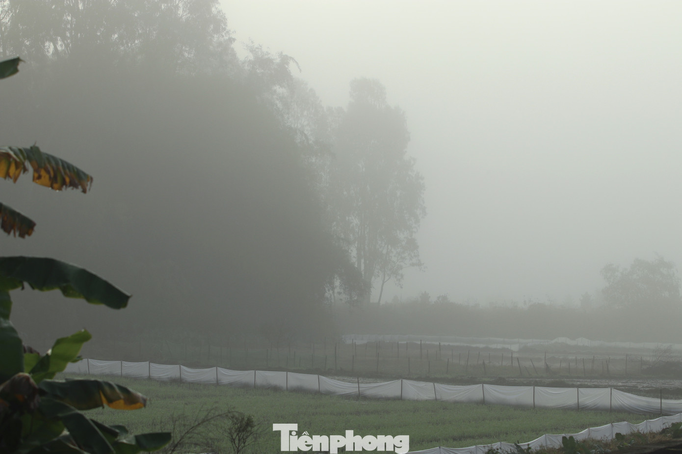 Sương mù dày đặc, những cánh đồng làng quê huyền ảo trong làn sương. Sương mù dày đặc, những cánh đồng làng quê huyền ảo trong làn sương.