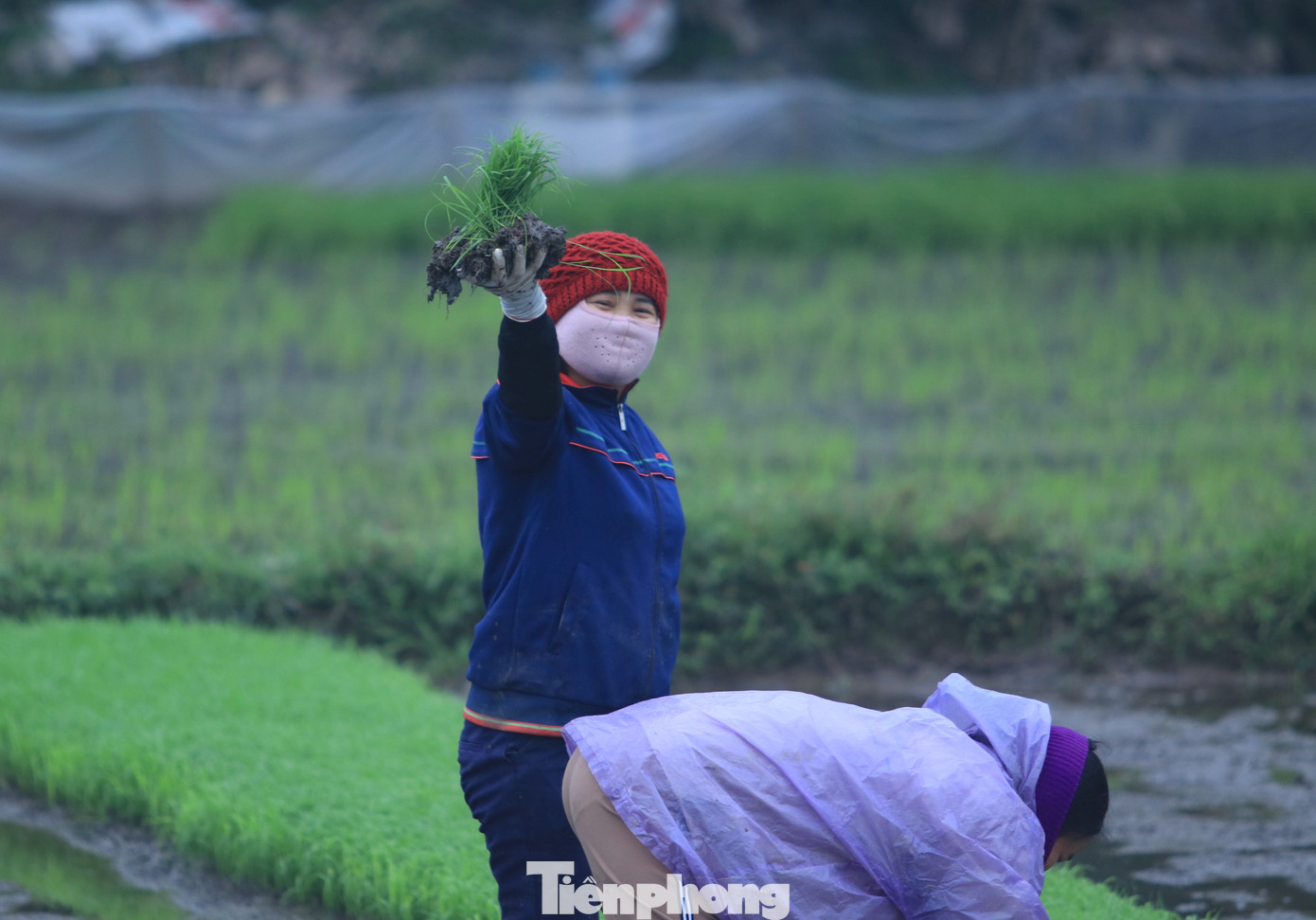 "Chúng tôi nhận cấy lúa thuê khoán, mỗi ngày nhóm 7-8 người cấy được khoảng 1 mẫu ruộng. Tính ra mỗi người sẽ nhận về 700 nghìn đồng. Nhưng thời gian dài. Phải dậy từ 5h30 ra cấy đến 22h đêm mới về. Buổi trưa, buổi tối ăn cơm ngay tại ruộng rồi nghỉ ngơi một lát rồi lại cấy tiếp cho kịp. Vất vả lắm. Mấy hôm nay trời lạnh, đeo 2, 3 lớp găng tay nhưng vẫn lạnh cóng", chị Đặng Thị Đông chia sẻ.