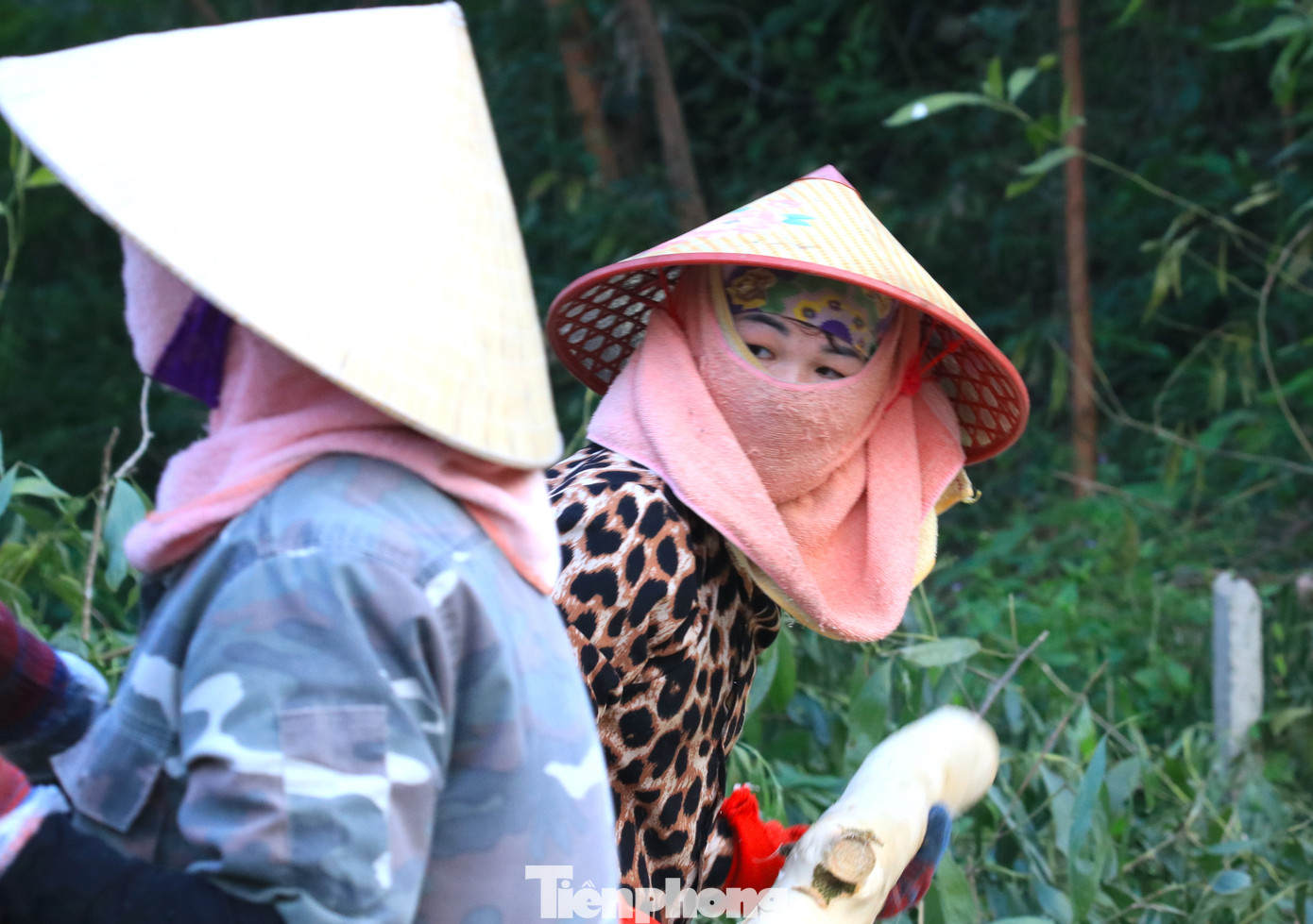 "Nghề này vất vả và có nguy hiểm nhưng vì không có việc gì làm khác nên phải xin đi theo mọi người để kiếm tiền. Mỗi ngày đi làm, mình bốc khoảng một tấn gỗ keo và được nhận 200.000 đồng. Nếu nhận khoán thì làm mệt hơn nhưng tiền sẽ nhiều hơn một chút", chị Nguyễn Thị Lan nói.