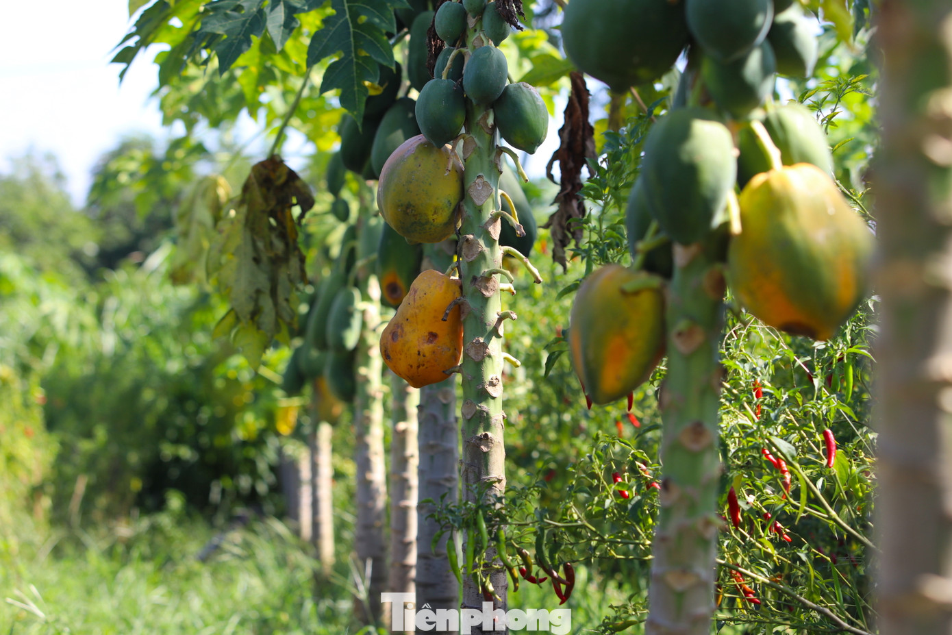 Những quả đu đủ chín còn lại sẽ được người dân tự tìm thị trường bán ra mong vớt vát lại công chăm sóc vườn.