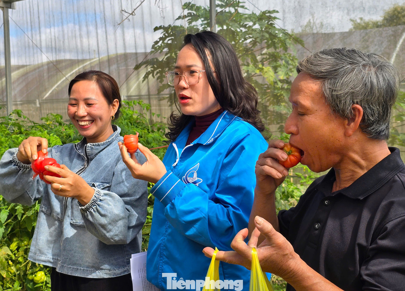 Ông Vi Văn Hoàng - Chi hội trưởng Chi hội nông dân bản Phòng - cho biết: "Cà chua múi bản Phòng có độ ngọt thanh và chua dịu, cùi dày, thịt mọng, có giá trị dinh dưỡng cao. Quả cà chua có kích thước lớn, với trọng lượng dao động từ 0,2 kg- 0,5 kg, có quả đạt đến 0,8kg. Giá cà chua múi tương đối ổn định, trung bình khoảng 20.000-30.000 đồng/kg, cao điểm có giá 50.000 đồng/kg".