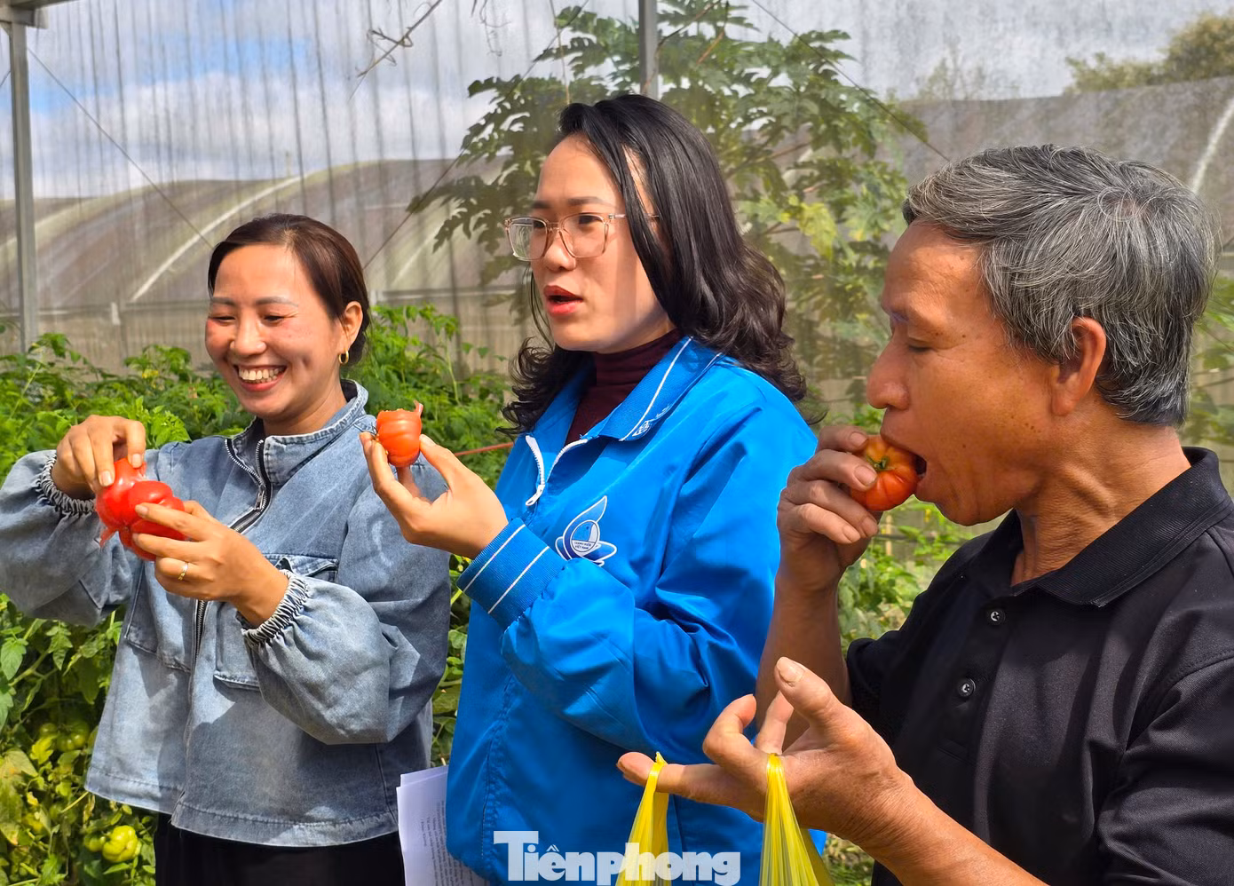 Ông Vi Văn Hoàng - Chi hội trưởng Chi hội nông dân bản Phòng - cho biết: "Cà chua múi bản Phòng có độ ngọt thanh và chua dịu, cùi dày, thịt mọng, có giá trị dinh dưỡng cao. Quả cà chua có kích thước lớn, với trọng lượng dao động từ 0,2 kg- 0,5 kg, có quả đạt đến 0,8kg. Giá cà chua múi tương đối ổn định, trung bình khoảng 20.000-30.000 đồng/kg, cao điểm có giá 50.000 đồng/kg".