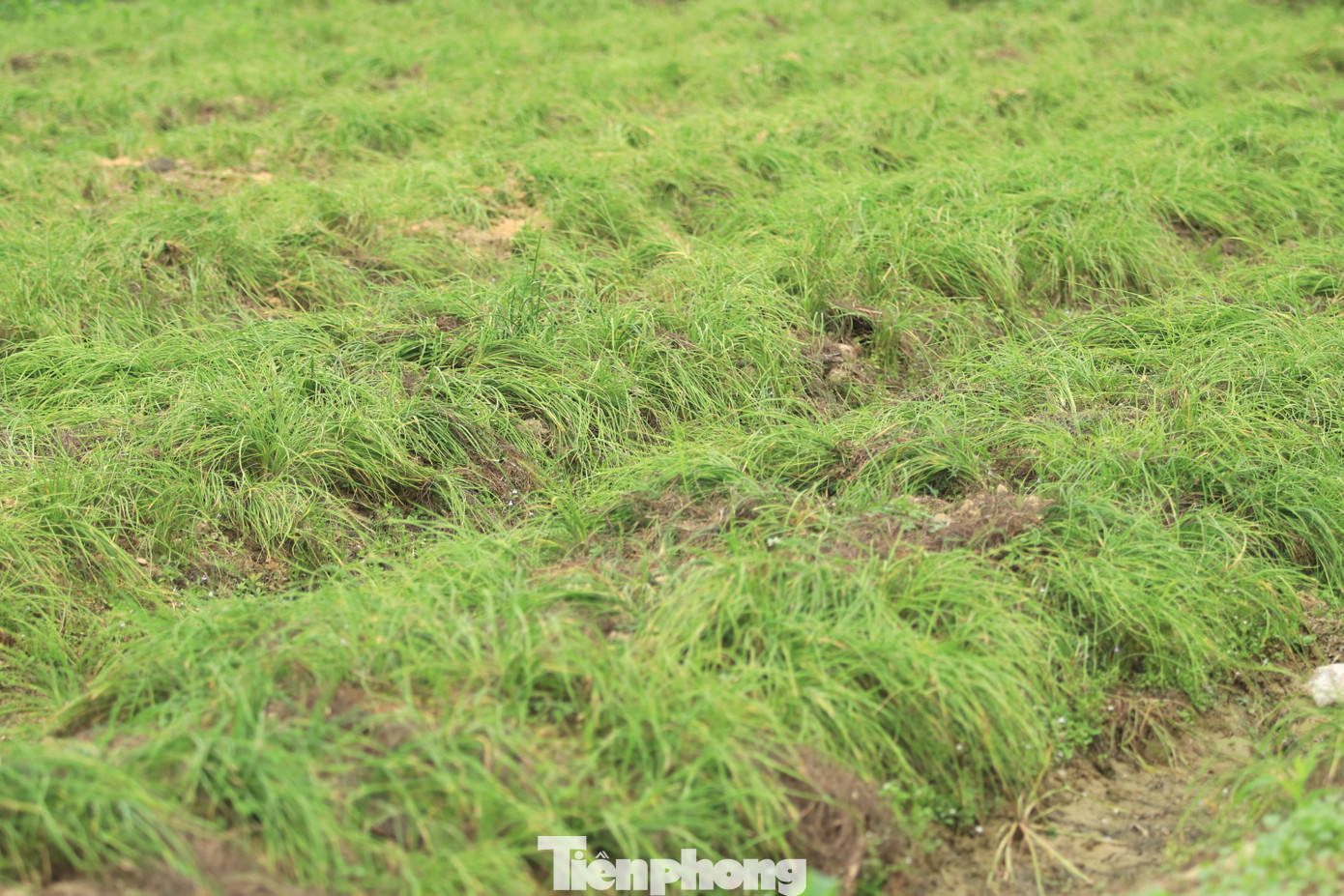 Tại xã Nghi Thuận (huyện Nghi Lộc, tỉnh Nghệ An), hành tăm được người dân trồng thành từng ruộng lớn. Thông thường, bắt đầu từ khoảng tháng 7 hằng năm, người dân bắt đầu xuống ruộng trồng hành. Đến tháng 2, tháng 3 năm sau, khi hành đã chín, cho nhiều củ, người dân sẽ bắt đầu thu hoạch.