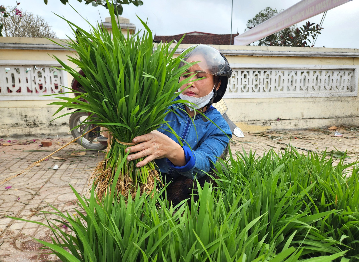 "Mạ của tôi tốt, cao nên sáng giờ bán được nhiều rồi. Cứ mỗi lần mang ra chợ lại thu được vài trăm nghìn, đủ mua thức ăn cho cả gia đình ăn vài ngày", chị Lương chia sẻ.