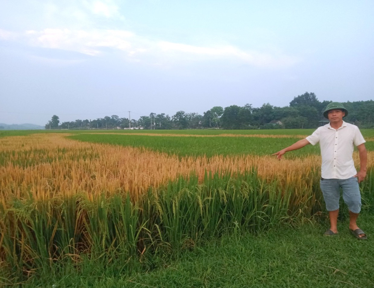 Ông Đường mong cơ quan chức năng sớm tìm ra thủ phạm phá hoại ruộng lúa của ông.