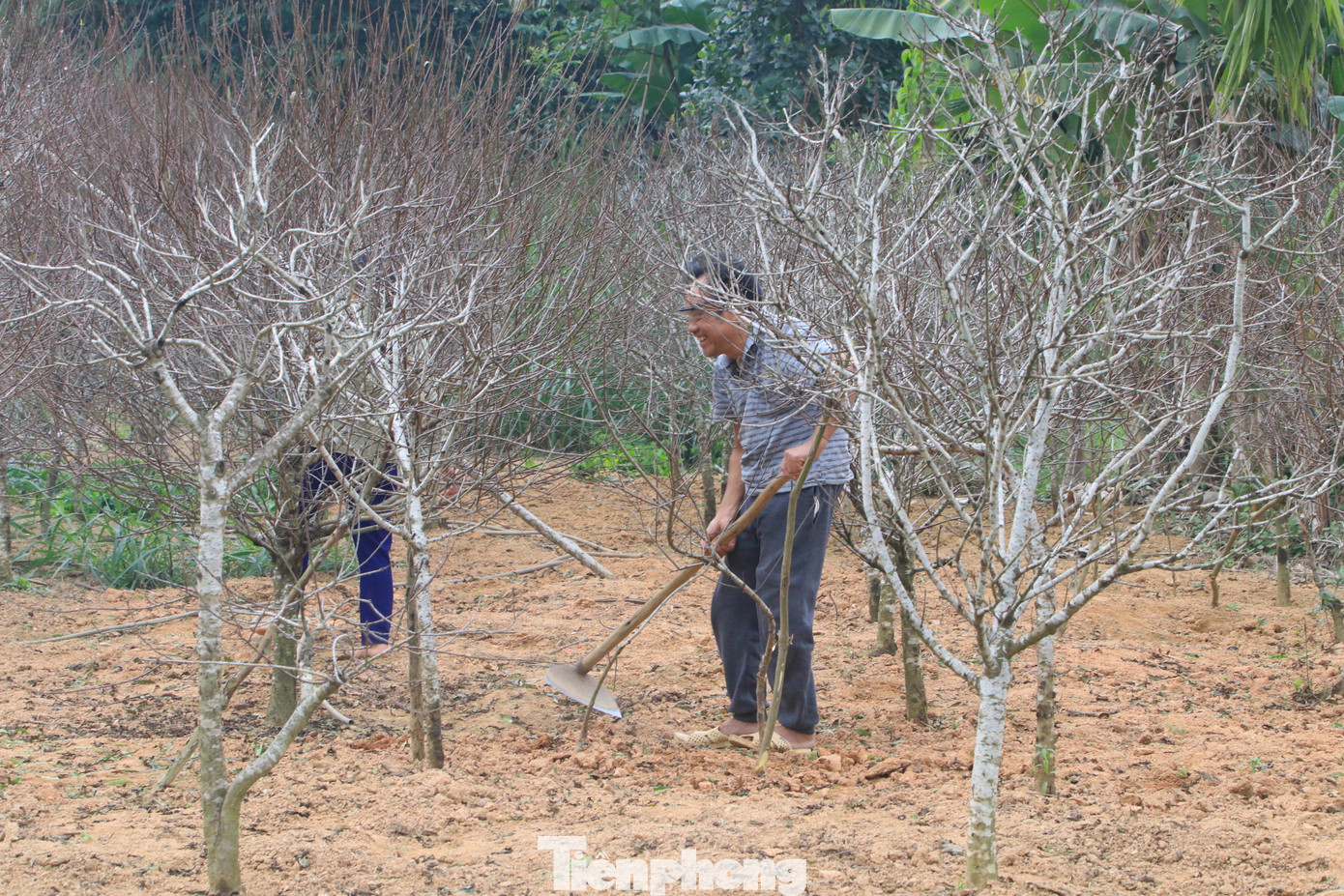 "Trồng đào phụ thuộc lớn vào thời tiết. Trời nắng ấm thuận lợi nhưng đến sát tết có đợt không khí lạnh thì đào lại không thể ra hoa được. Lúc đó coi như mất mùa vì không bán được", ông Trần Văn Luân nói.