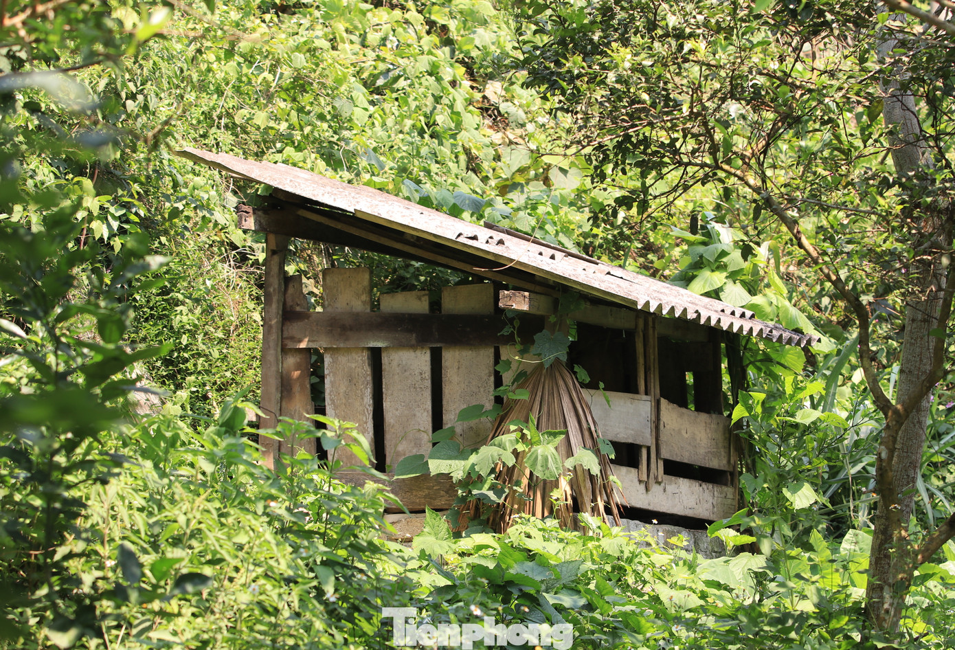 Chuồng trại được người dân xã Tam Hợp liên tiếp dựng lên để phát triển đàn. Chuồng trại được người dân xã Tam Hợp liên tiếp dựng lên để phát triển đàn.