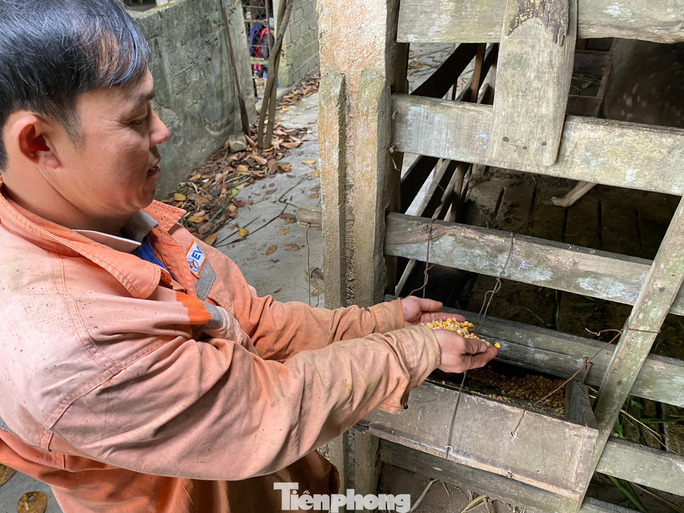 "Đặc biệt khi hươu, nai ra nhung mình phải chú ý bổ sung thêm ngô, các loại tinh bột để đảm bảo chất dinh dưỡng cho hươu, nai", anh Hiệp chia sẻ kinh nghiệm bản thân.