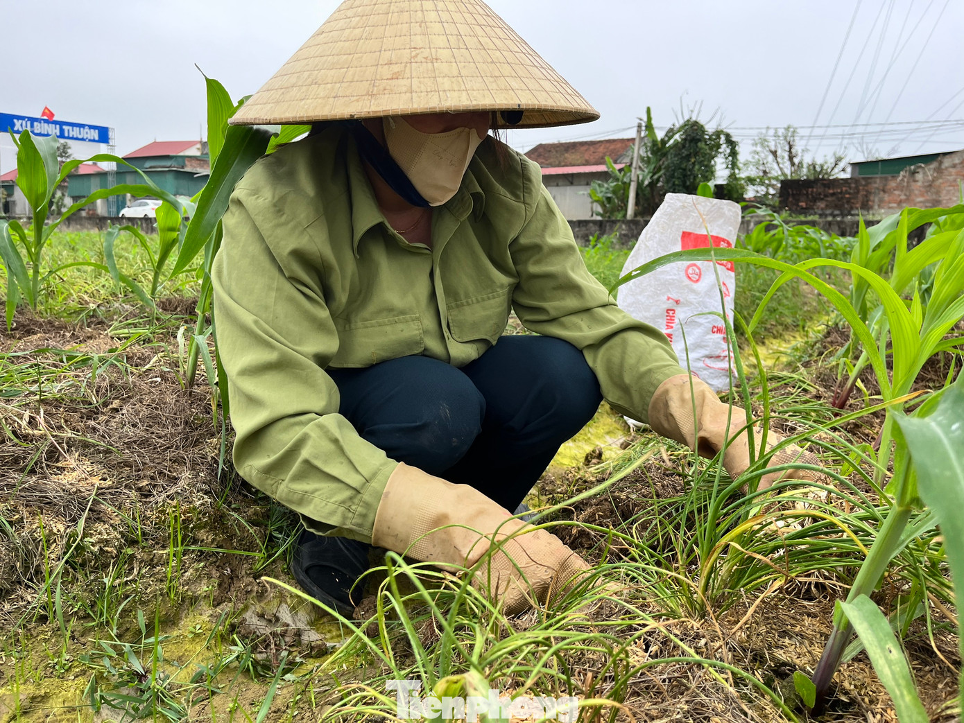 Người dân ở xã Nghi Thuận cho hay, những năm gần đây hành tăm thường được giá, giúp nông dân trồng hành có thu nhập tốt hơn nhiều so với trồng lúa, lạc. Chi phí trồng hành cũng không cao. Tuy nhiên, để trồng, chăm sóc hành mất nhiều thời gian hơn. Đặc biệt là khi thu hoạch củ mất thời gian nhiều đòi hỏi sự kiên nhẫn, chịu khó.