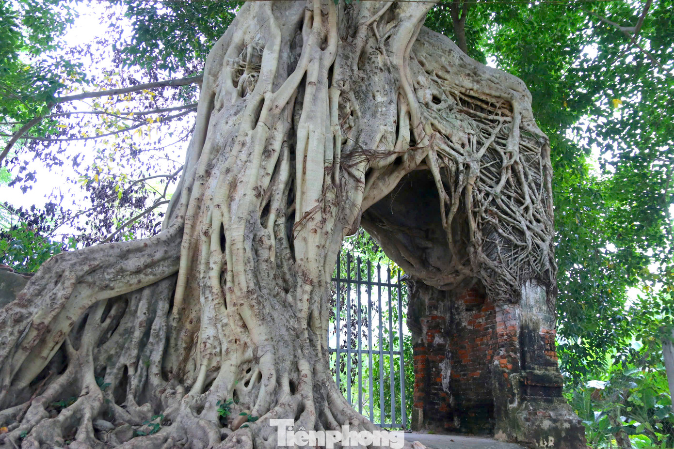 Rễ cây đa phủ kín lên cổng tạo nên sự độc đáo và vẻ đẹp cổ kính.
