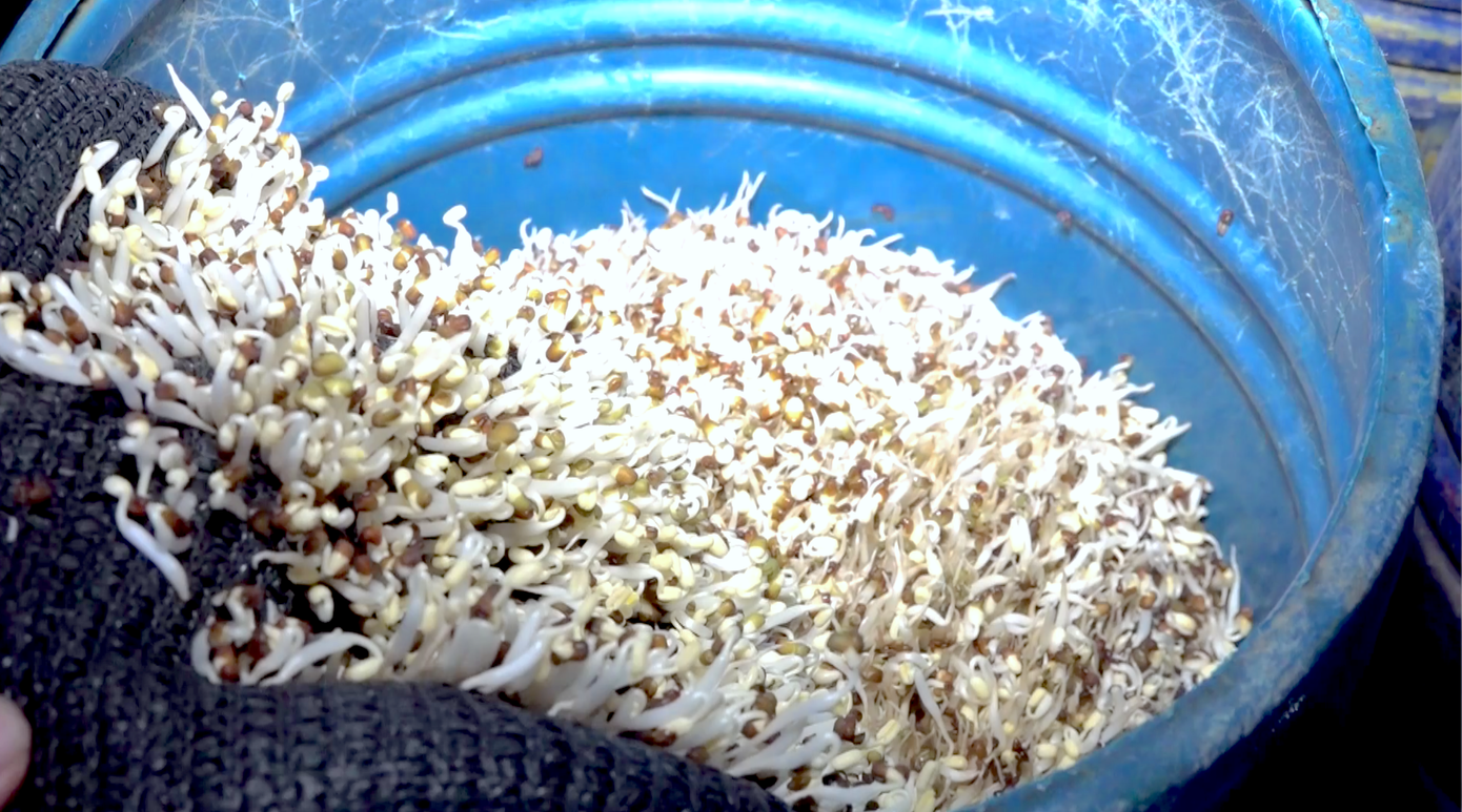 Các chủ cơ sở sản xuất giá đỗ khai nhận đã mua hóa chất trên mạng xã hội, sau đó pha chế, tưới vào các thùng ủ giá đỗ nhằm làm cây giá đỗ mập, trắng, không có rễ, không bị thối hỏng và mọng nước hơn, nhờ vậy tăng khối lượng thành phẩm 20 - 25%. Trung bình, mỗi cơ sở sản xuất 3 - 5 tấn giá đỗ/ngày, cung cấp cho các tiểu thương tại chợ đầu mối thành phố Vinh với giá 10.000 - 15.000 đồng/kg. Số giá đỗ này sau đó được chuyển đến các chợ dân sinh ở Nghệ An, Hà Tĩnh để tiêu thụ. Các chủ cơ sở sản xuất giá đỗ khai nhận đã mua hóa chất trên mạng xã hội, sau đó pha chế, tưới vào các thùng ủ giá đỗ nhằm làm cây giá đỗ mập, trắng, không có rễ, không bị thối hỏng và mọng nước hơn, nhờ vậy tăng khối lượng thành phẩm 20 - 25%. Trung bình, mỗi cơ sở sản xuất 3 - 5 tấn giá đỗ/ngày, cung cấp cho các tiểu thương tại chợ đầu mối thành phố Vinh với giá 10.000 - 15.000 đồng/kg. Số giá đỗ này sau đó được chuyển đến các chợ dân sinh ở Nghệ An, Hà Tĩnh để tiêu thụ.