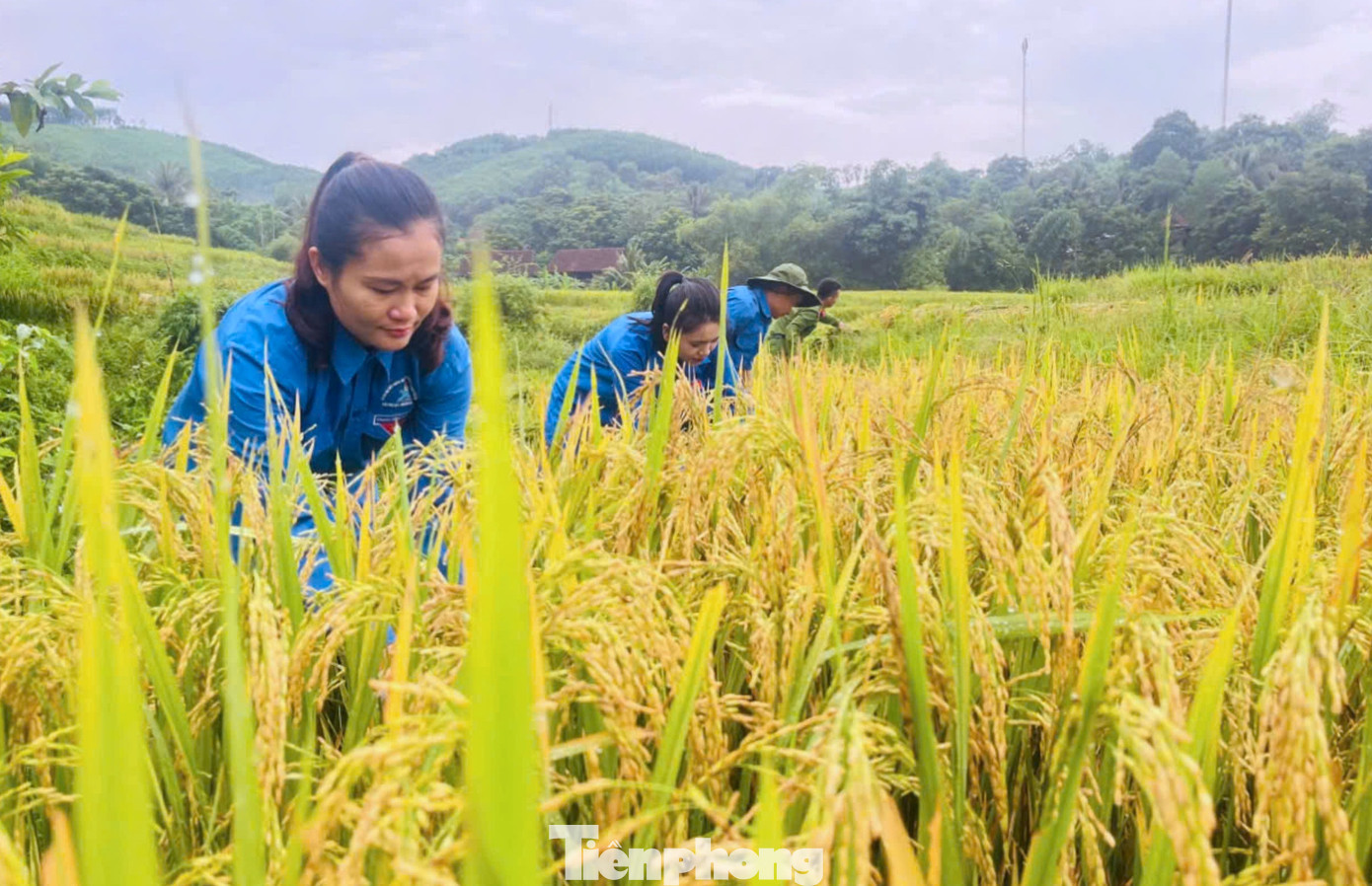 Chỉ trong một buổi sáng, các đoàn viên thanh niên đã gặt xong một diện tích lớn ruộng lúa của gia đình ông Tuấn. Chỉ trong một buổi sáng, các đoàn viên thanh niên đã gặt xong một diện tích lớn ruộng lúa của gia đình ông Tuấn.