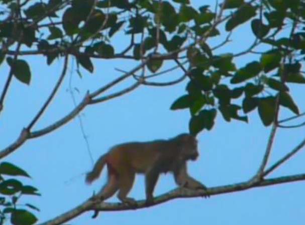 Đến nay, Khu BTTN Pù Hoạt đã ghi nhận, xác định được 2.425 loài và dưới loài thuộc 885 chi, 208 họ của 6 ngành thực vật bậc cao có mạch. Bên cạnh đó, Khu BTTN Pù Hoạt còn thống kê được 130 loài có nguy cơ bị đe dọa tuyệt chủng, trong đó 112 loài có trong sách đỏ Việt Nam. Về động vật xác định được có 1.315 loài thuộc 221 họ, 56 bộ. Thống kê được 199 loài có nguy cơ bị đe dọa tuyệt chủng ở các mức độ khác nhau, trong đó 91 loài có trong sách đỏ Việt Nam. Đến nay, Khu BTTN Pù Hoạt đã ghi nhận, xác định được 2.425 loài và dưới loài thuộc 885 chi, 208 họ của 6 ngành thực vật bậc cao có mạch. Bên cạnh đó, Khu BTTN Pù Hoạt còn thống kê được 130 loài có nguy cơ bị đe dọa tuyệt chủng, trong đó 112 loài có trong sách đỏ Việt Nam. Về động vật xác định được có 1.315 loài thuộc 221 họ, 56 bộ. Thống kê được 199 loài có nguy cơ bị đe dọa tuyệt chủng ở các mức độ khác nhau, trong đó 91 loài có trong sách đỏ Việt Nam.