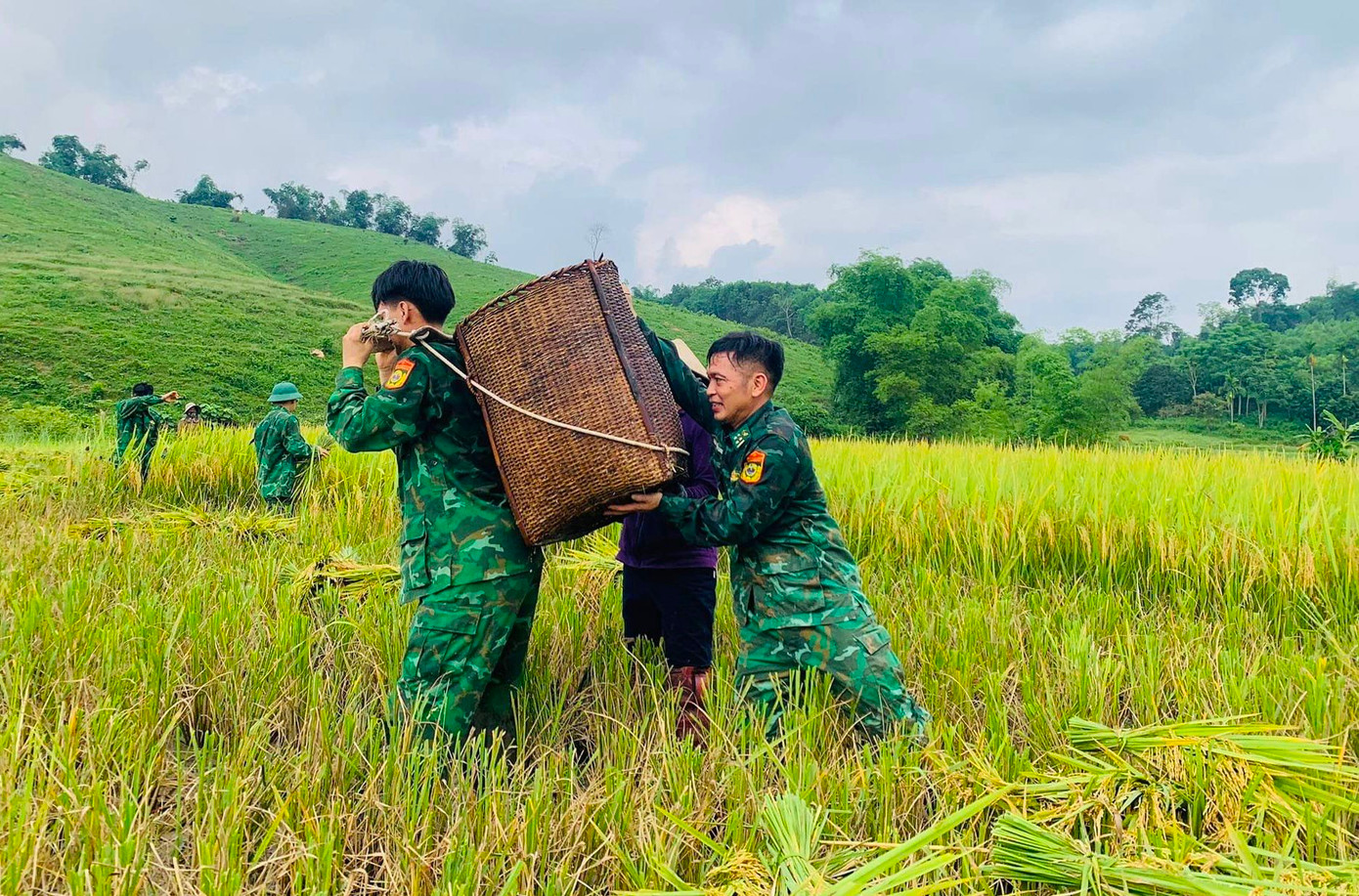 Hỗ trợ nhau để gùi lúa lên khỏi ruộng sau khi gặt xong.