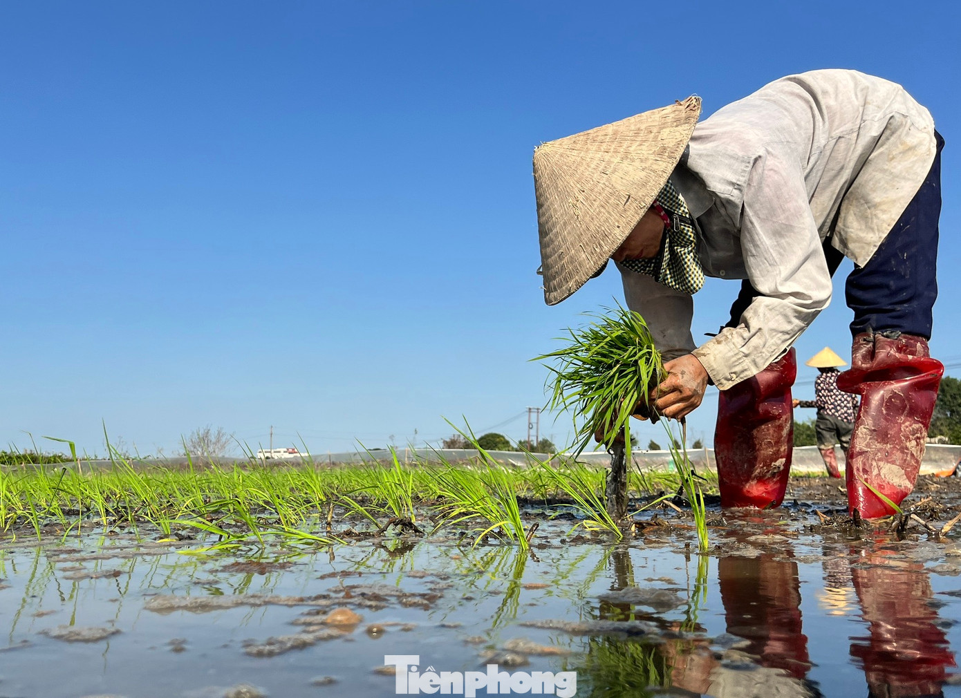 Chị Nguyễn Thị Tuyết (trú xã Quỳnh Giang, huyện Quỳnh Lưu, tỉnh Nghệ An) cho hay, nhóm cấy lúa thuê của chị có 6 người. Ngoài nhận cấy gần nhà, nhóm của chị thỉnh thoảng cũng đi các huyện khác. Phần lớn những người làm nghề này đều là phụ nữ có hoàn cảnh khó khăn, trung tuổi.