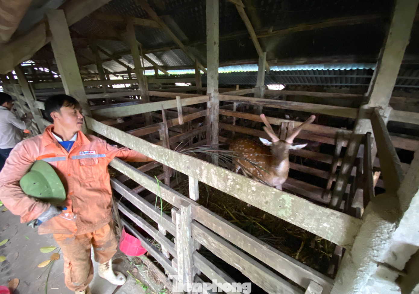 Hươu đực giống có thể bán với giá từ 20 - 40 triệu đồng/con. Hươu cái giống có giá khoảng 15 triệu đồng/con. Mỗi năm, anh Hiệp thu hàng trăm triệu đồng nhờ bán hươu giống.