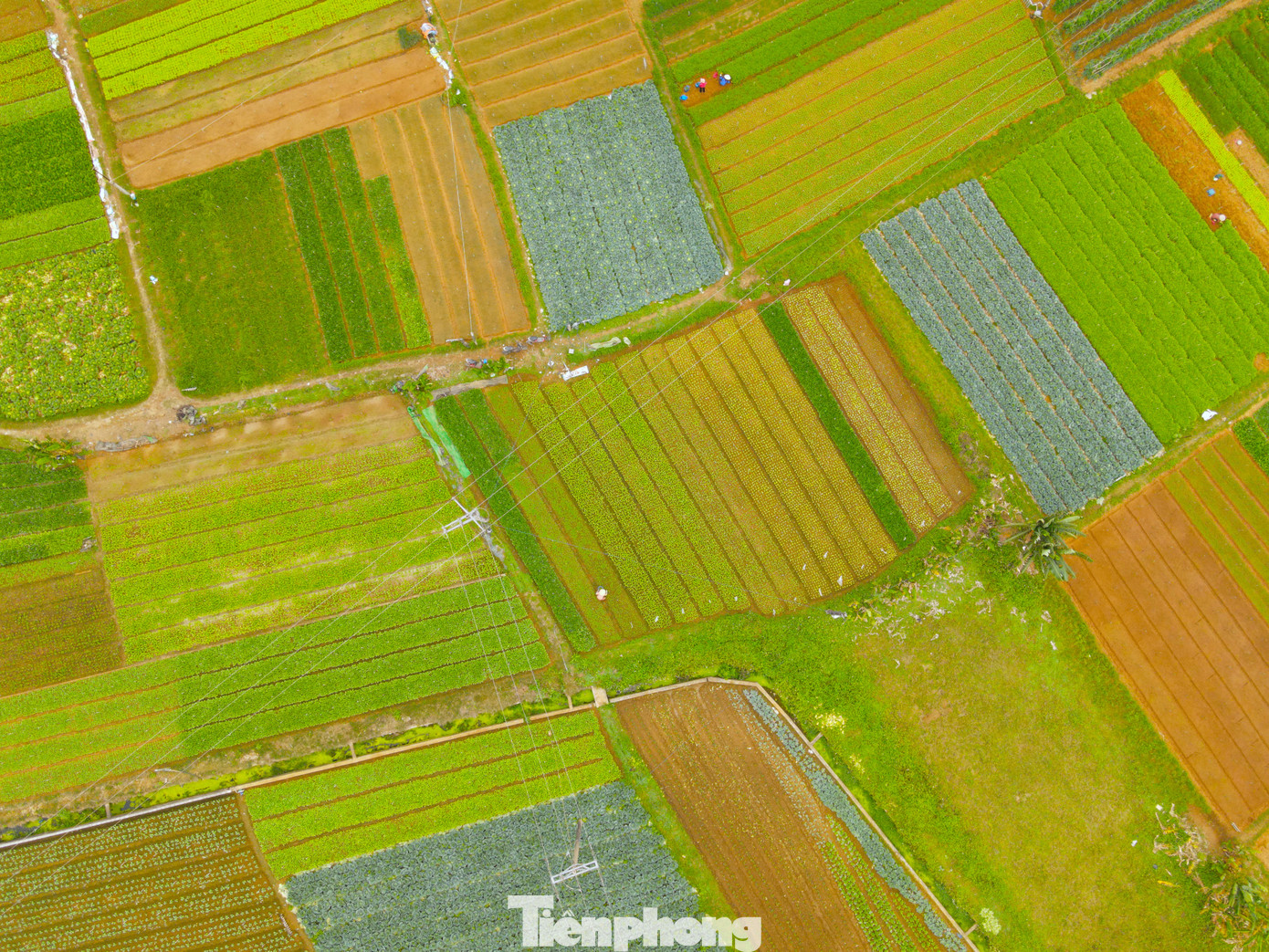 Ở xã Minh Lương, rau được người dân trồng quanh năm. Trong đó từ tháng 3 đến tháng 10 hằng năm, người dân chủ yếu trồng hành hoa, vì loại cây này phát triển tốt dù nắng nóng. Từ tháng 10, thời tiết mát mẻ nên người dân chuyển sang trồng nhiều loại rau, củ, quả. Đây cũng được xem là vụ rau chính, lớn nhất trong năm của người dân.