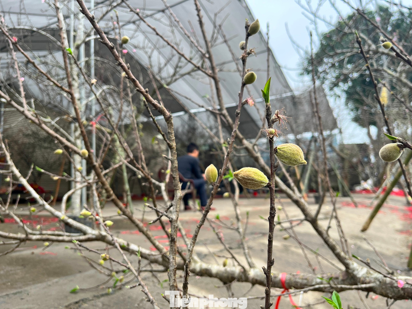 Nhiều cây đào đá độc đáo khi vừa có quả, vừa có hoa, vừa có nụ.