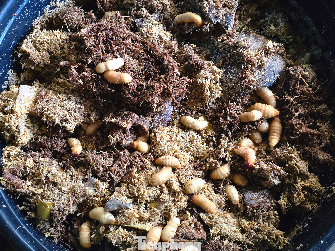 Sau khi có con giống, bà Cương bắt đầu nuôi thương phẩm với số lượng lớn. Từ 5 chậu, bà Cương tiếp tục nhân lên thành 10 chậu, 20 chậu. Đến nay, bà Cương đã có gần 80 chậu nuôi đuông cọ gối nhau theo thời gian để có thu hoạch liên tục. Sau khi có con giống, bà Cương bắt đầu nuôi thương phẩm với số lượng lớn. Từ 5 chậu, bà Cương tiếp tục nhân lên thành 10 chậu, 20 chậu. Đến nay, bà Cương đã có gần 80 chậu nuôi đuông cọ gối nhau theo thời gian để có thu hoạch liên tục.