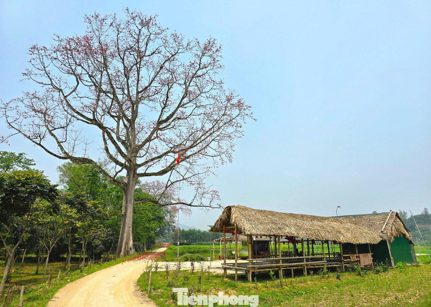 Năm 2024, xã Tam Đỉnh tổ chức lễ hội hoa gạo lần đầu tiên nhằm giới thiệu, quảng bá vẻ đẹp đất, người và loài hoa độc đáo này của địa phương. Lễ hội được tổ chức vào từ ngày 12-15/3 hàng năm, thu hút hàng ngàn du khách.