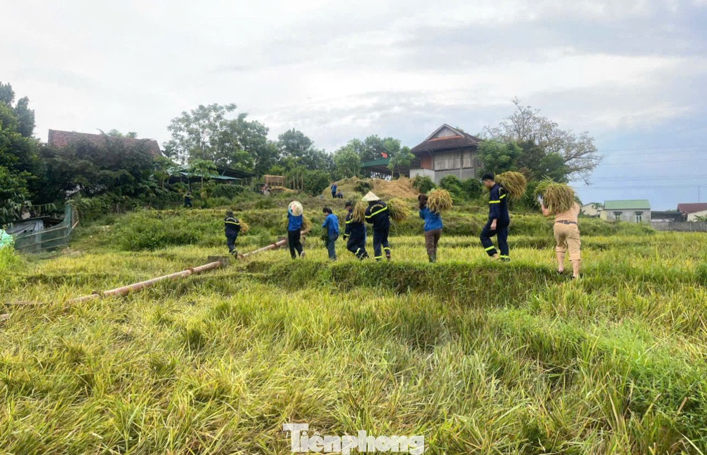 Các đoàn viên thanh niên và cán bộ chiến sĩ công an, cảnh sát vác lúa về nhà giúp người dân. Các đoàn viên thanh niên và cán bộ chiến sĩ công an, cảnh sát vác lúa về nhà giúp người dân.