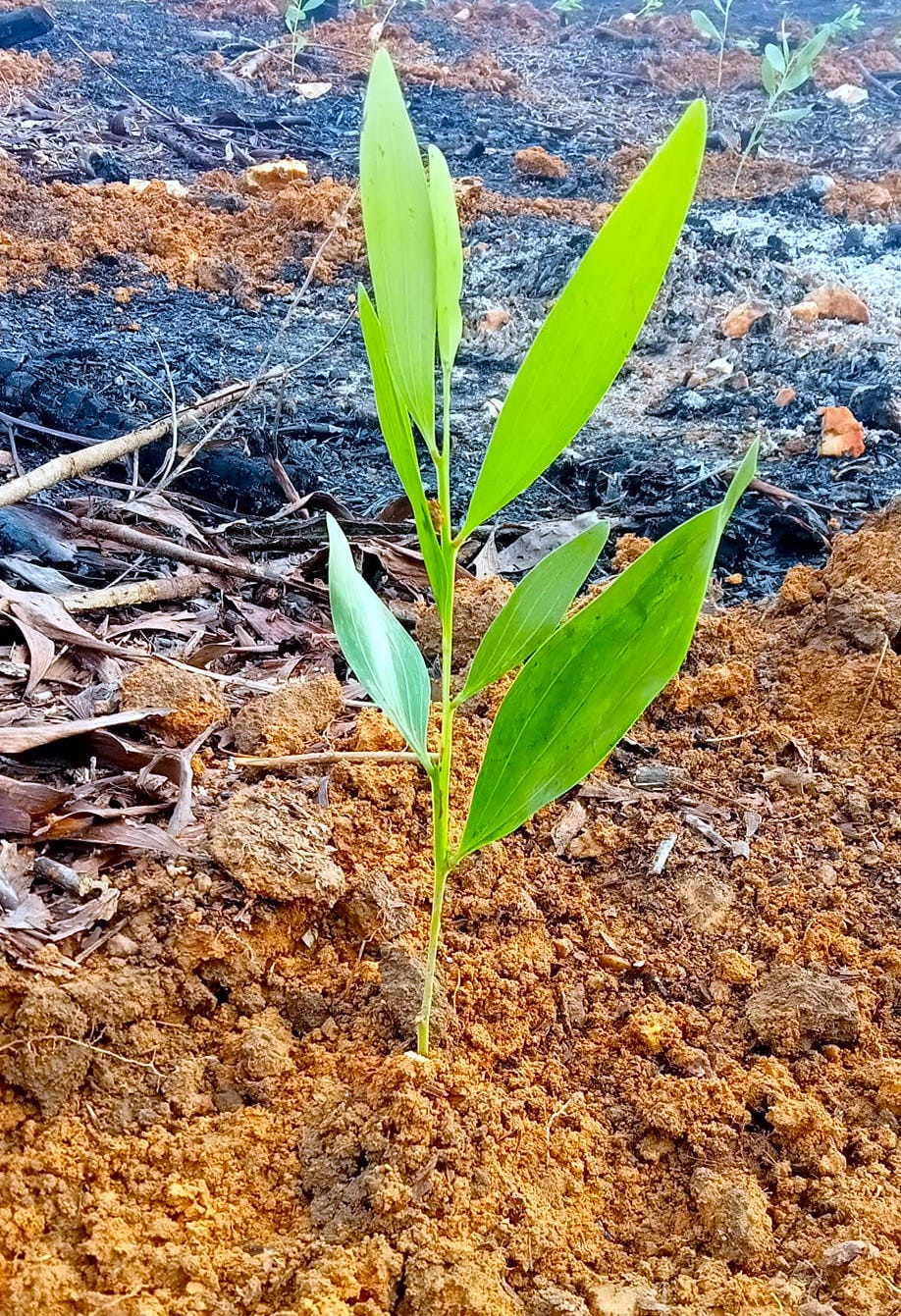 Cây giống được phía gia đình mua sẵn, các đoàn viên sẽ mang lên rừng đào lỗ và trồng cây.