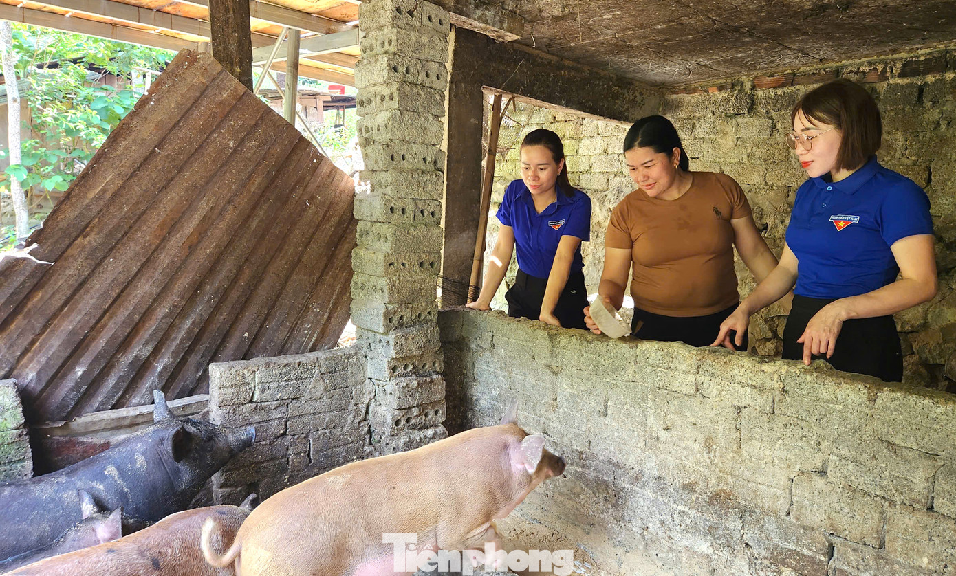 Trong suốt thời gian nuôi, chính quyền xã, cán bộ đoàn thanh niên xã Tam Hợp thường xuyên đến các hộ dân để hướng dẫn kỹ thuật, quan tâm động viên, đồng hành để người dân thực hiện tốt mô hình. Trong suốt thời gian nuôi, chính quyền xã, cán bộ đoàn thanh niên xã Tam Hợp thường xuyên đến các hộ dân để hướng dẫn kỹ thuật, quan tâm động viên, đồng hành để người dân thực hiện tốt mô hình.