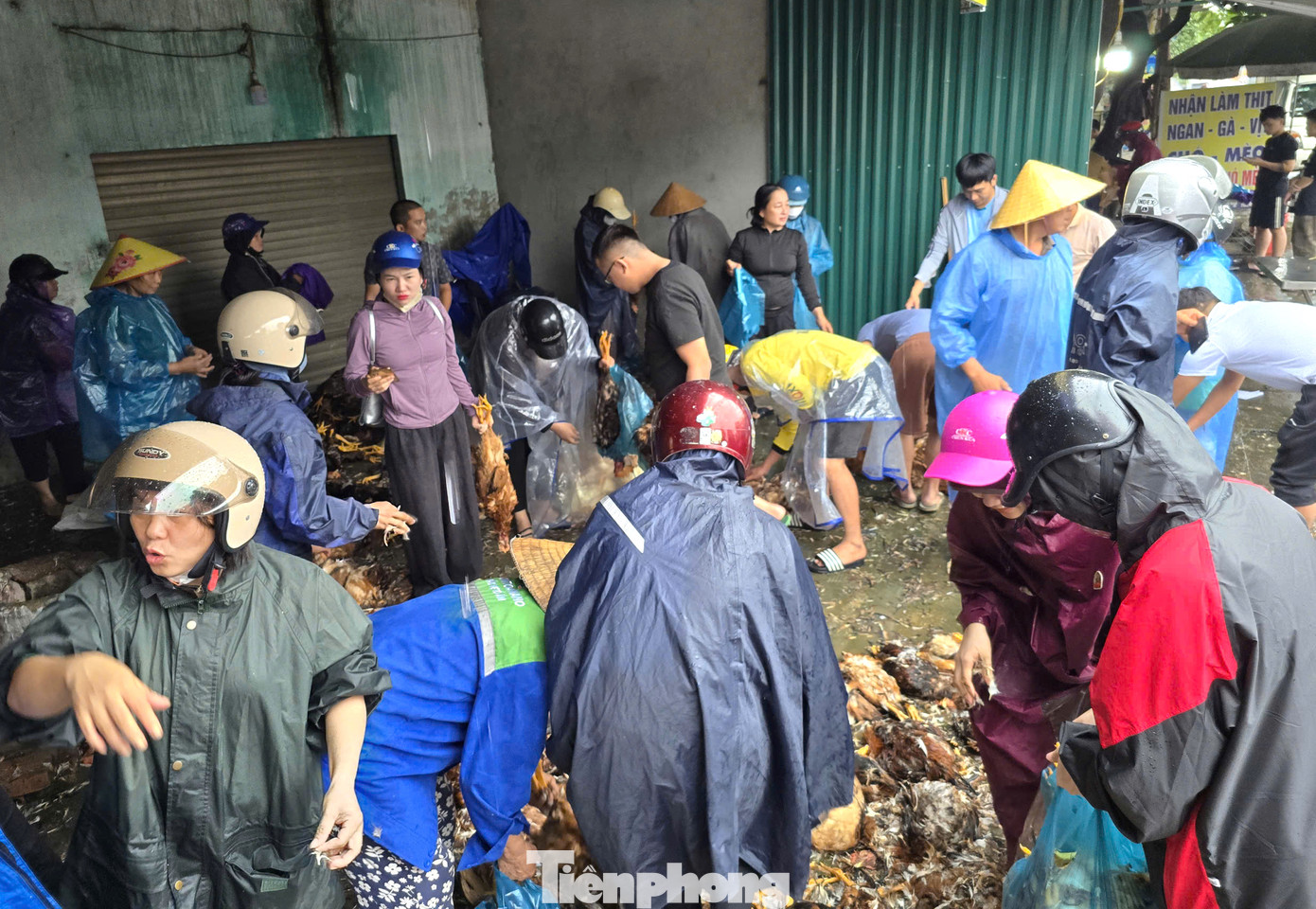 Rất đông người dân trong và ngoài xã cũng đến hỗ trợ làm thịt và mua giải cứu gà.