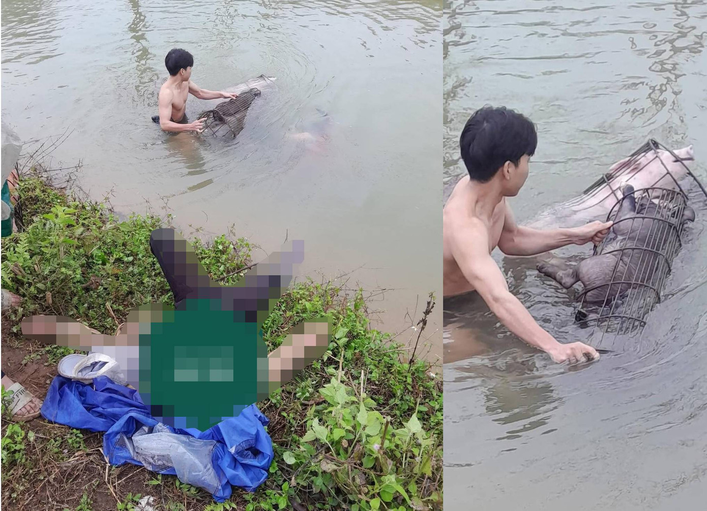 Sau khi cứu được người phụ nữ lên bờ an toàn, Lương tiếp tục xuống vớt 9 con lợn lên nhưng do bị đuối nước nên chỉ còn 1 con sống.