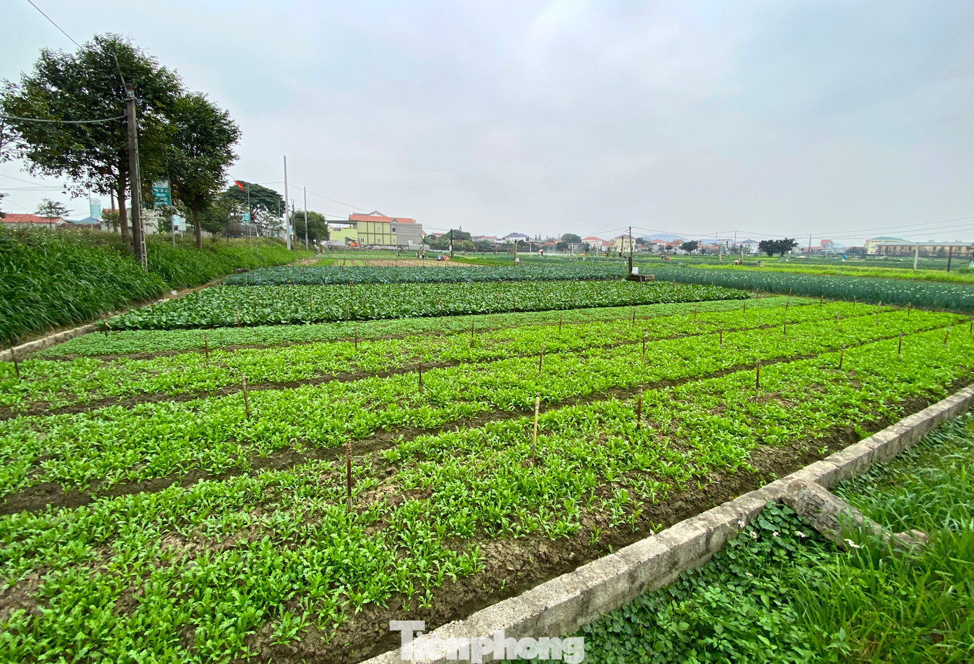 Đất trồng màu mỡ, người dân xã Minh Lương trồng đa dạng các loại cây từ bắp cải, súp lơ, rau cúc, rau cải đến cà chua, ớt, hành, mùi....