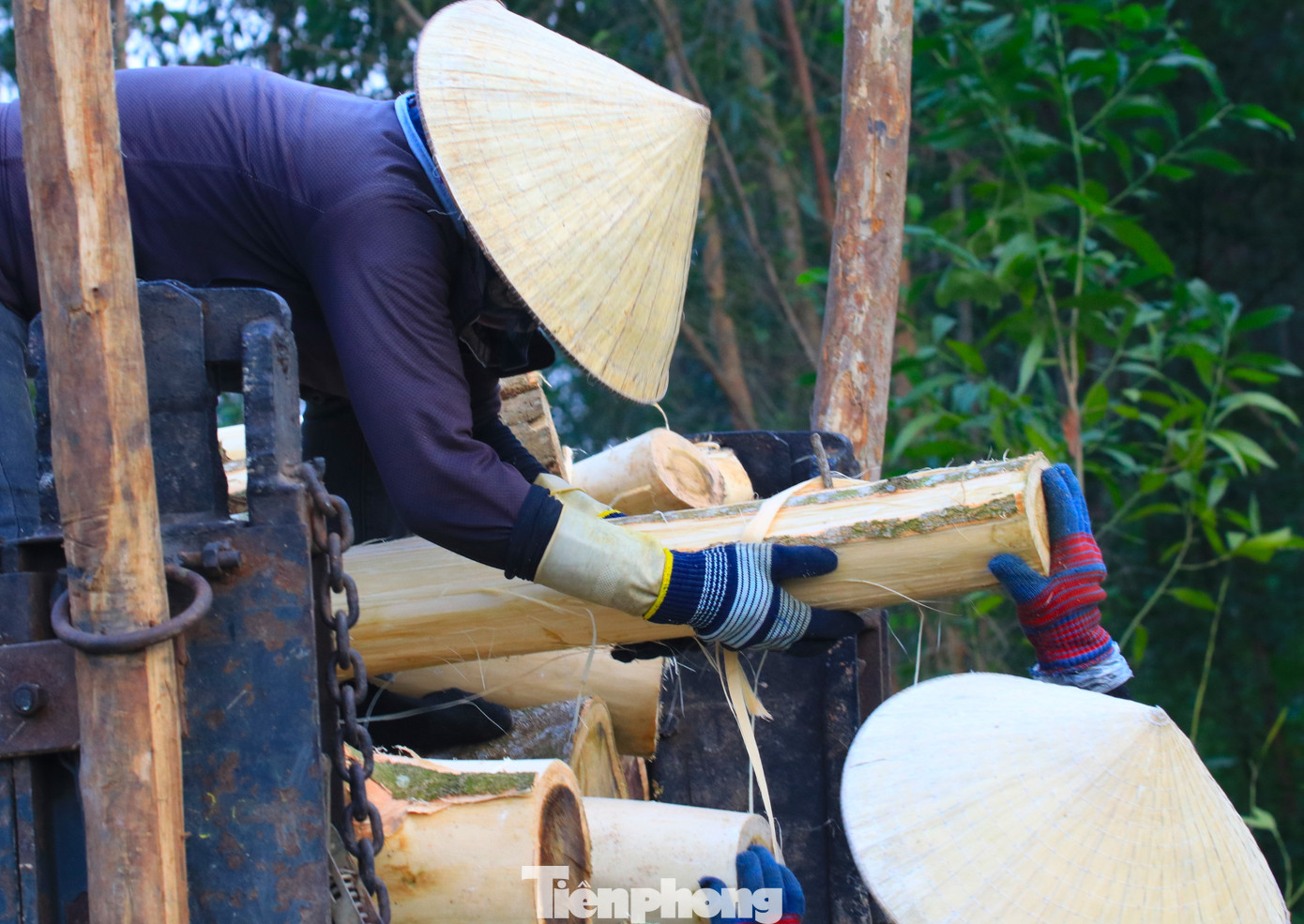 "Nghề này vất vả và có nguy hiểm nhưng vì không có việc gì làm khác nên phải xin đi theo mọi người để kiếm tiền. Mỗi ngày đi làm, mình bốc khoảng một tấn gỗ keo và được nhận 200.000 đồng. Nếu nhận khoán thì làm mệt hơn nhưng tiền sẽ nhiều hơn một chút", chị Nguyễn Thị Lan nói.