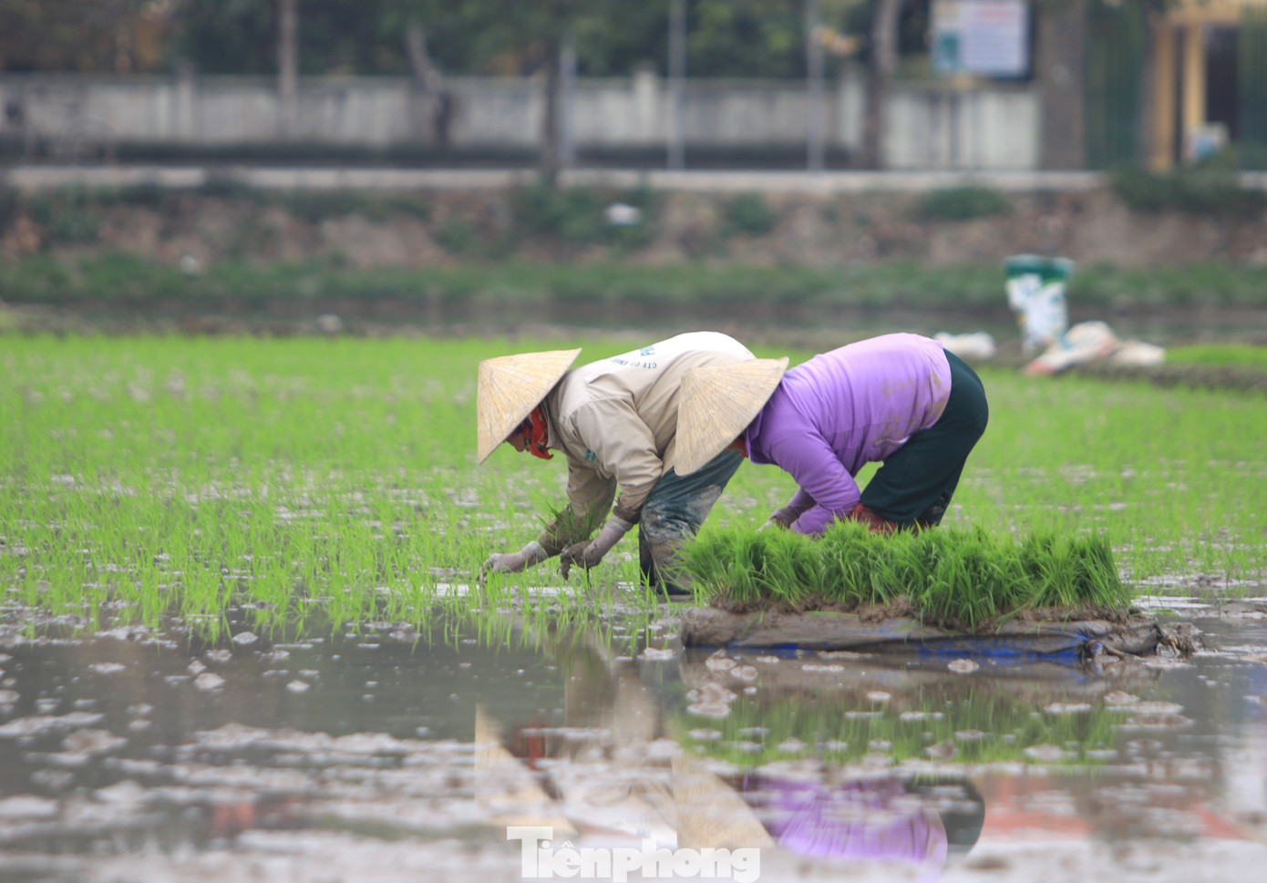 Chị Trần Thị Thương (trú xã Quỳnh Giang, Quỳnh Lưu, Nghệ An) cho hay, ai cũng có thể đi cấy lúa thuê vì không đòi hỏi kỹ thuật hay sự khéo léo. Tuy nhiên điều cần thiết nhất chính là sức khỏe tốt. “Việc cấy không nặng nhọc nhưng mình phải cúi rồi lội ruộng bùn cả ngày nên rất mỏi gối và đau lưng. Có hôm cấy về đau trệt cả lưng không muốn ăn uống gì nữa”, chị Thương nói.