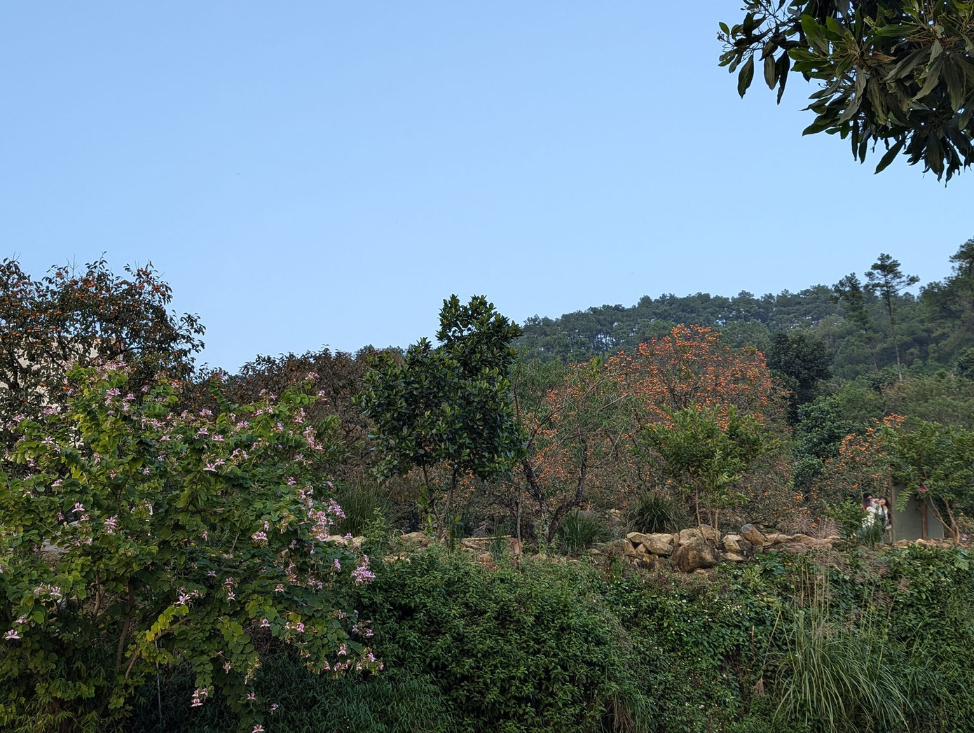 Xã Nam Anh hiện có hàng trăm hộ trồng cây hồng trên diện tích khoảng 150ha. Mỗi năm, toàn xã cho thu hoạch khoảng 500 tấn quả. Với giá bán dao động từ 20 nghìn đồng- 30 nghìn đồng, những vườn hồng đã mang lại nguồn thu lớn cho người dân địa phương.