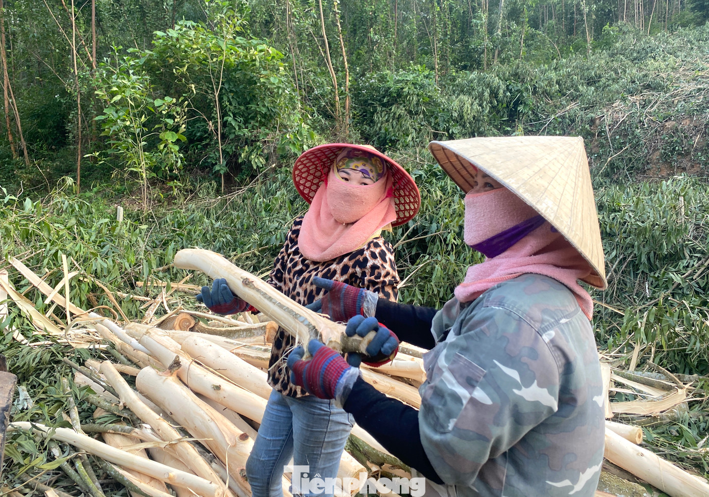 Có nhiều năm làm nghề bóc và bốc vác keo thuê, chị Nguyễn Thị Lan (trú thị xã Thái Hòa, Nghệ An) cho biết rừng keo thu hoạch quanh năm nhưng vẫn nhộn nhịp nhất là từ tháng 7 đến tháng 12. Mỗi khi hết mùa màng đồng ruộng, chị Lan lại xin đi theo các nhóm để bóc keo thuê kiếm tiền. Công việc vất vả nhưng giúp chị Lan kiếm được thêm một khoản tiền để trang trải cuộc sống.