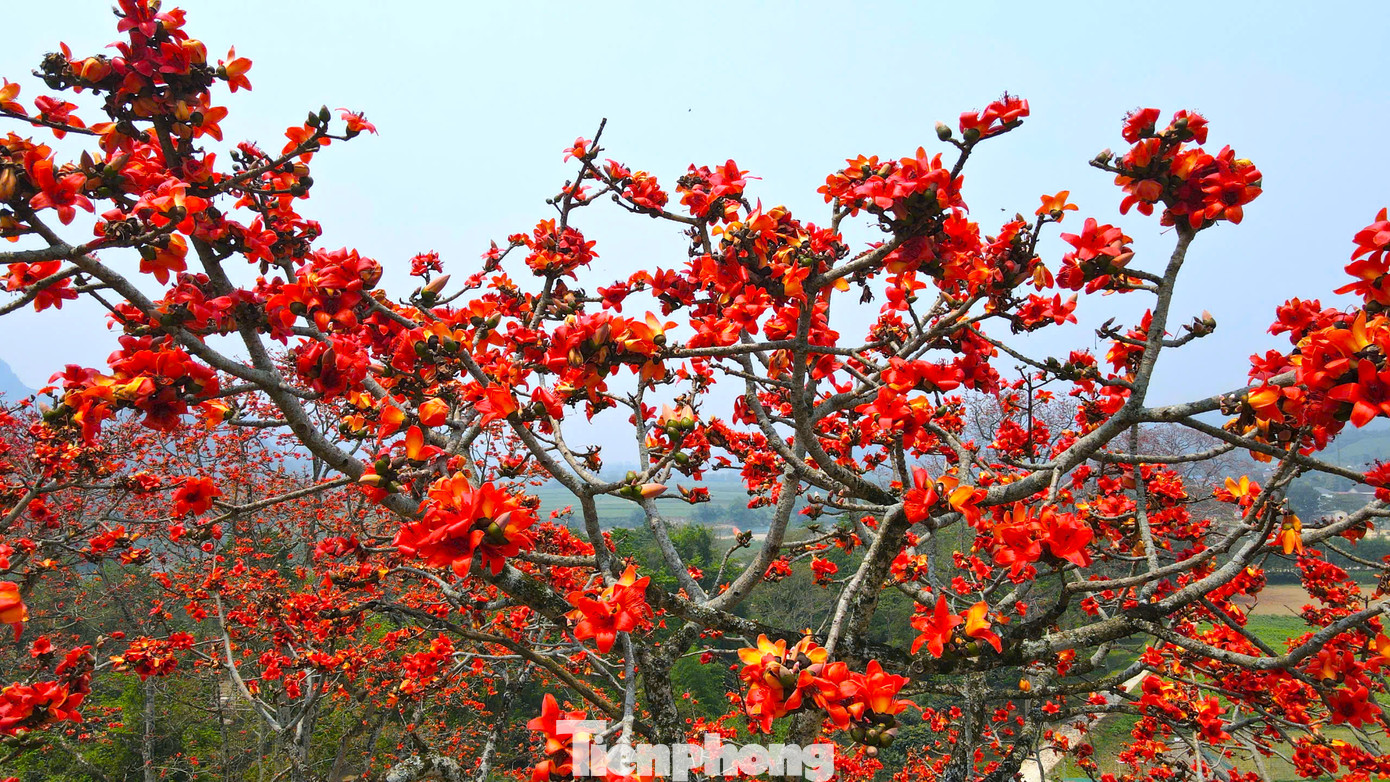 Ông Nguyễn Văn Quế - Chủ tịch UBND xã Tam Đỉnh cho biết, xã này hiện có hơn 300 cây hoa gạo, phần lớn là cây mọc tự nhiên. Trong đó có 50 cây tuổi đời từ 50 đến hơn 100 năm tuổi. Nhiều cây có thân lớn, 5-6 người ôm mới xuể.