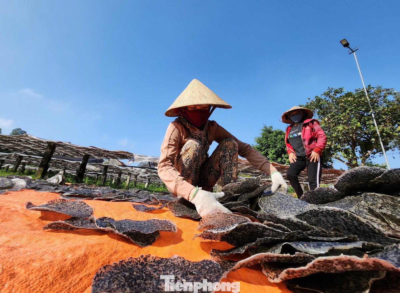 Khi bánh được phơi khô, những người thợ lại ra thu gom vào rồi tiếp tục mang những mẻ bánh mới ra phơi nắng. Khi bánh được phơi khô, những người thợ lại ra thu gom vào rồi tiếp tục mang những mẻ bánh mới ra phơi nắng.