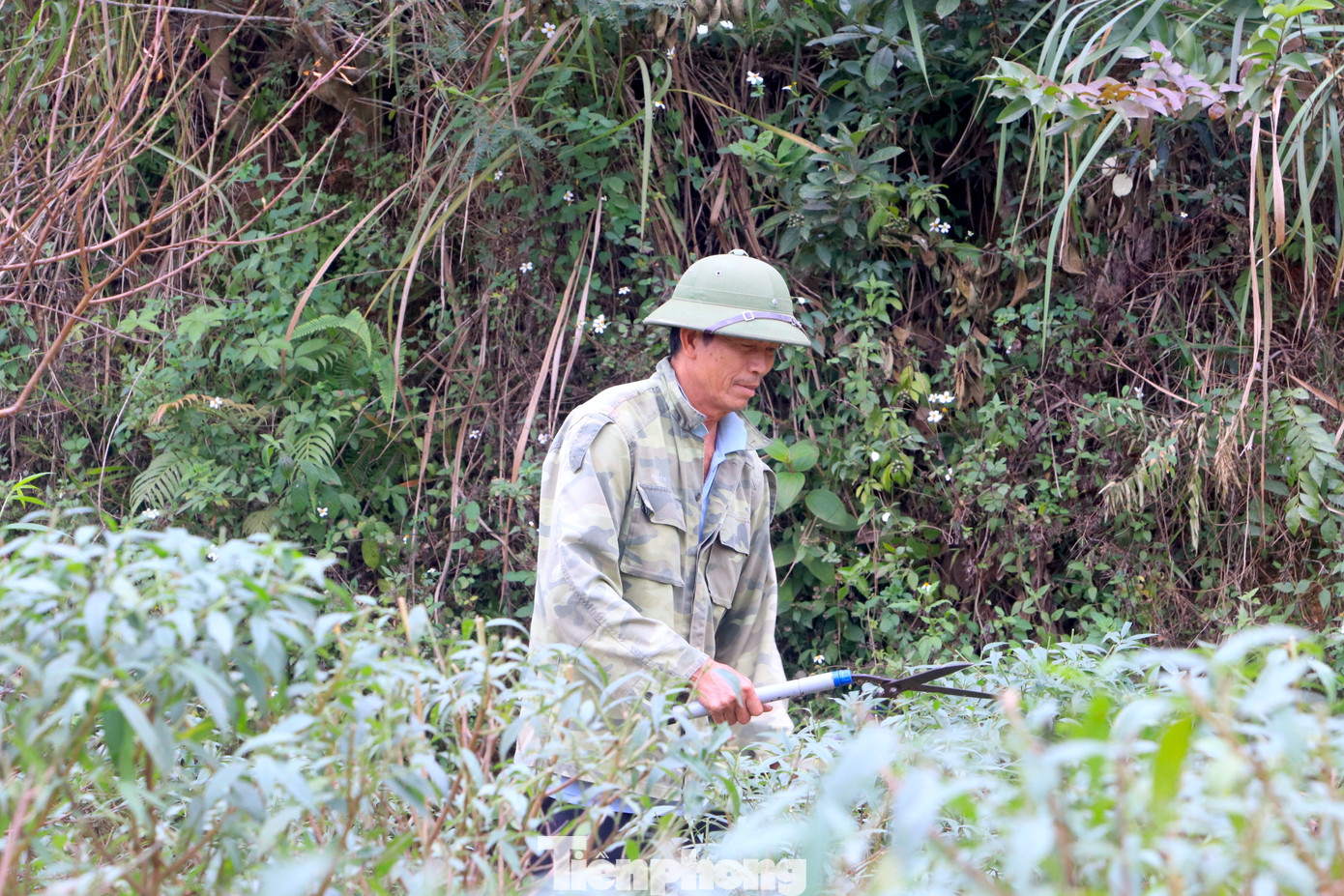 "Từ 3 năm trở lên cây đào mới có thể bán nên phải trồng liên tiếp. Xuất bán lứa này thì trồng ngay lứa mới thay thế", ông Chu Văn Hiên (66 tuổi, chồng của bà Phượng) nói và cho hay, khi cây được 1 năm tuổi, ông sẽ cắt tỉa cành và tạo dáng để cây cao lớn và tỏa ra dáng đẹp như ý muốn.