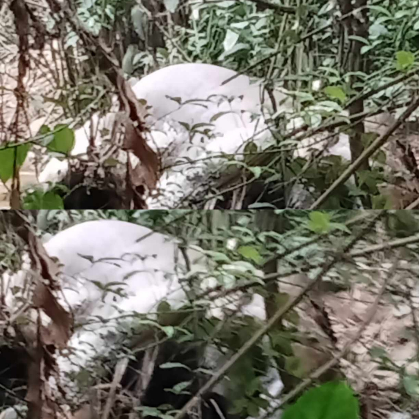 Con voi được xác định đã chết từ nhiều ngày trước. Con voi được xác định đã chết từ nhiều ngày trước.