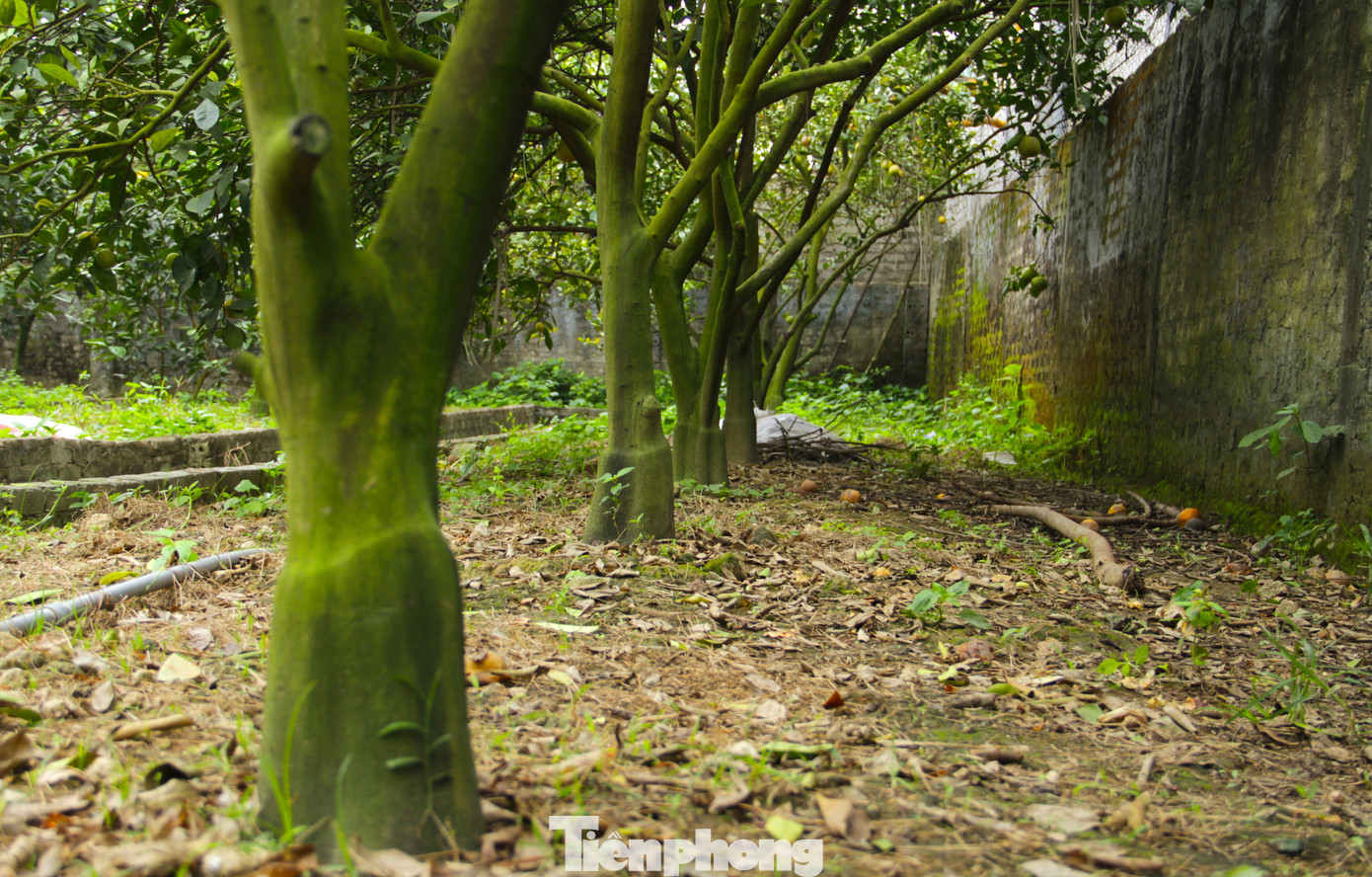 Chưa bao giờ vườn cam Xã Đoài của gia đình ông Nguyễn Văn Thọ (trú xã Nghi Diên) lại tiêu điều như năm nay. Hàng chục gốc cam dự kiến cho thu hoạch khoảng 4.000 quả thì nay đã rụng khoảng 3.000 quả.