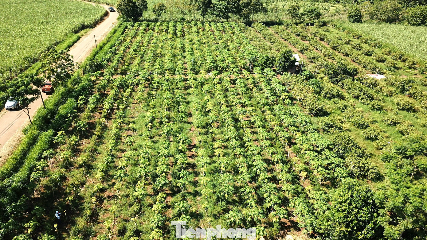 Tháng 11/2022, Công ty cổ phần Chanh leo Nafoods - Nghệ An ký hợp đồng cung cấp giống cây đu đủ và bao tiêu sản phẩm với HTX Nông nghiệp xã Tây Hiếu, thị xã Thái Hòa, tỉnh Nghệ An. 16 thành viên của Hợp tác xã Tây Hiếu sau đó đã cải tạo đất, mua giống cây đu đủ về trồng trên diện tích 13,3 ha.