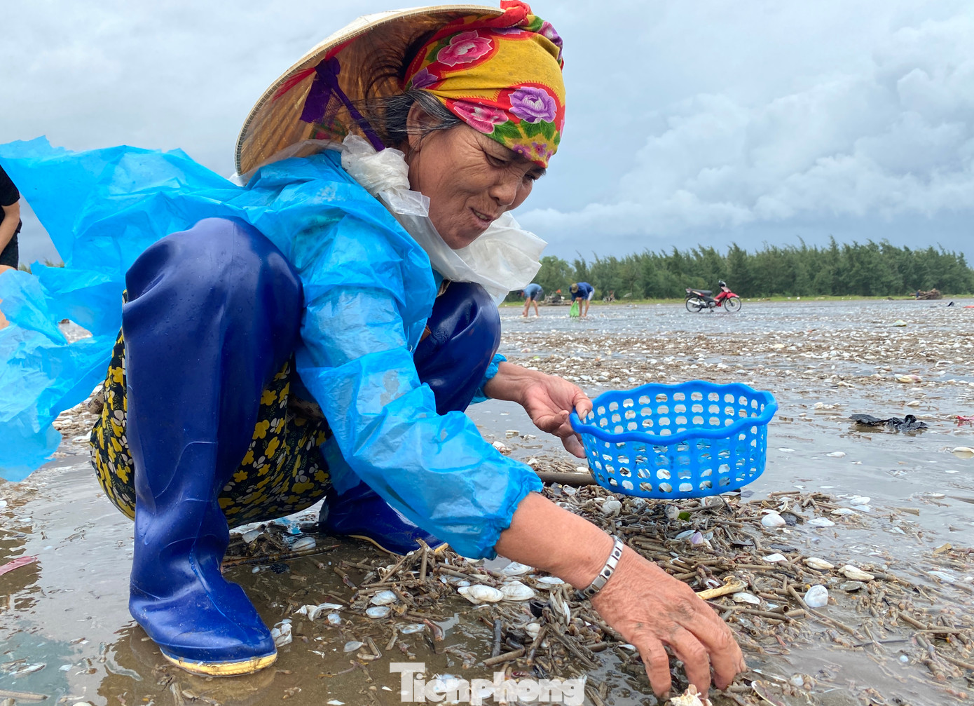 Người dân địa phương cho hay, hiện tượng ngao, sò dạt vào bờ là hiện tượng tự nhiên. Thông thường sau mỗi lần biển động hoặc mưa bão, ngao sò sẽ bị sóng biển đánh dạt vào bờ. Tuy nhiên, lượng ngao sò dạt vào bờ rất ít. Đây là lần đầu tiên ngao, sò bị đánh vào bờ nhiều như vậy.