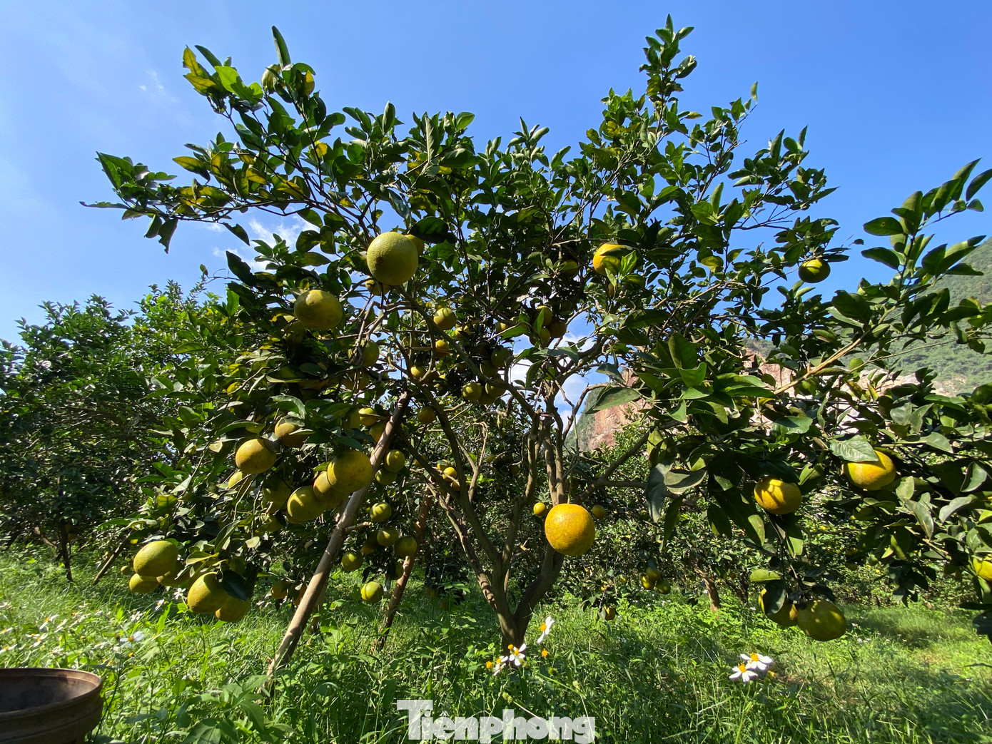 Năm nay trang trại cam của ông Biên chỉ đạt năng suất hơn 50 tấn quả, giảm 20 tấn so với những năm trước. Một phần do cây cam không đậu quả. Một phần vì vụ cam năm nay rụng nhiều.