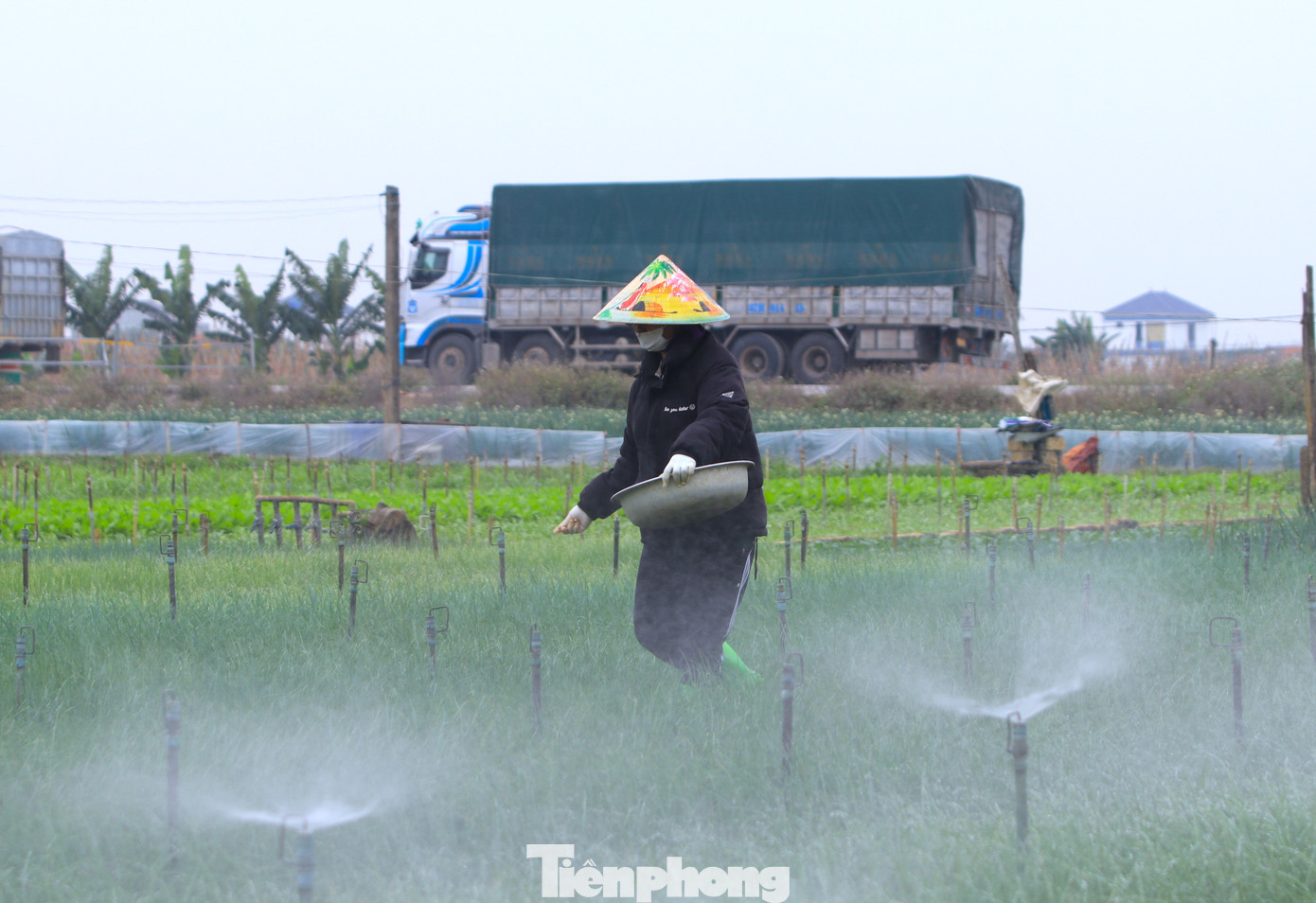 Những đồng rau xanh mướt được người dân chăm sóc cẩn thận.