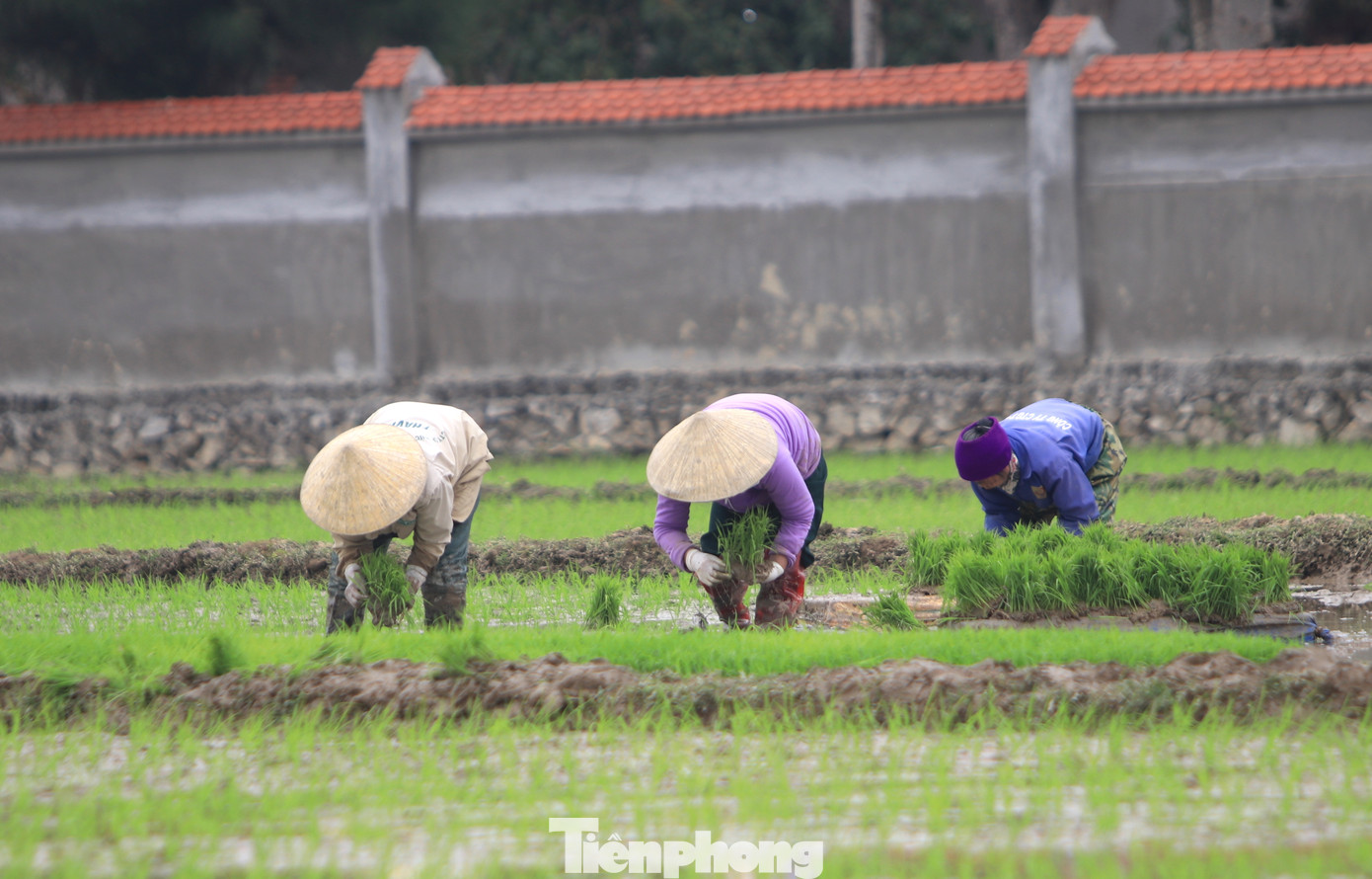Cấy phải cúi nhiều mệt, thỉnh thoảng người thợ phải đứng thẳng dậy hít thở không khí rồi tiếp tục cấy lúa.
