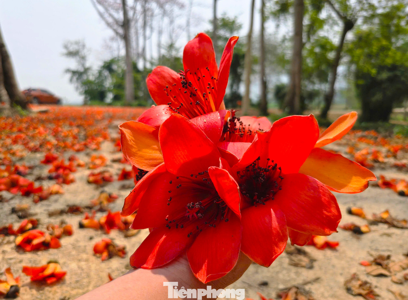 Hoa gạo có 5 cánh với màu sắc đỏ thắm. Hoa bắt đầu nở từ tháng 3 và kéo dài đến tháng 4.