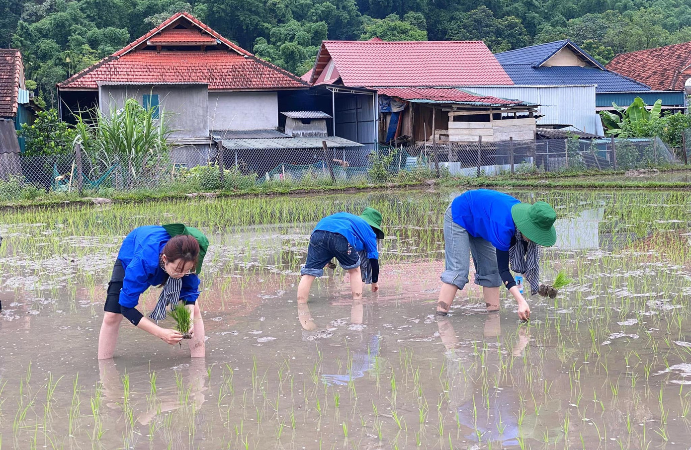 Những thửa ruộng trước đây còn trống trơn, nay đã được phủ kín bởi những hàng mạ xanh tươi, thẳng tắp - minh chứng sống động cho sự sẻ chia, đồng hành của tuổi trẻ với người dân địa phương.