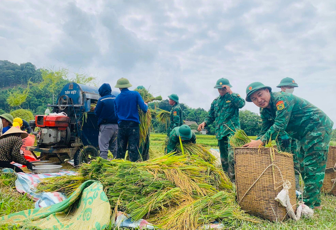 Những bó lúa sau khi gặt xong được vận chuyển đến máy để tuốt lúa.
