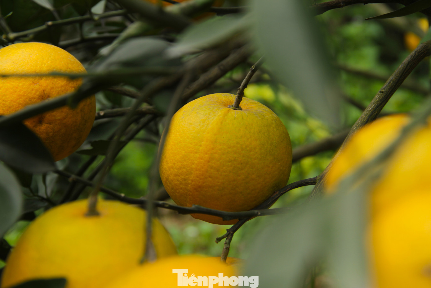 Cam Xã Đoài được mệnh danh là cam "tiến Vua" bởi vị ngọt, thơm đặc biệt mà không loại cam nào có được. Điều đặc biệt đó còn ở đất trồng cam. "Chỉ cam Xã Đoài chính gốc ngày xưa trồng ở xã Nghi Diên (huyện Nghi Lộc, Nghệ An) thì mới có vị thơm, ngọt đặc biệt mà không nơi nào có được. Những vùng khác vẫn có giống cam Xã Đoài nhưng không ngon như trồng ở vùng này", ông Nguyễn Văn Hạnh (SN 1966) - chủ một vườn cam "tiến Vua" chia sẻ.